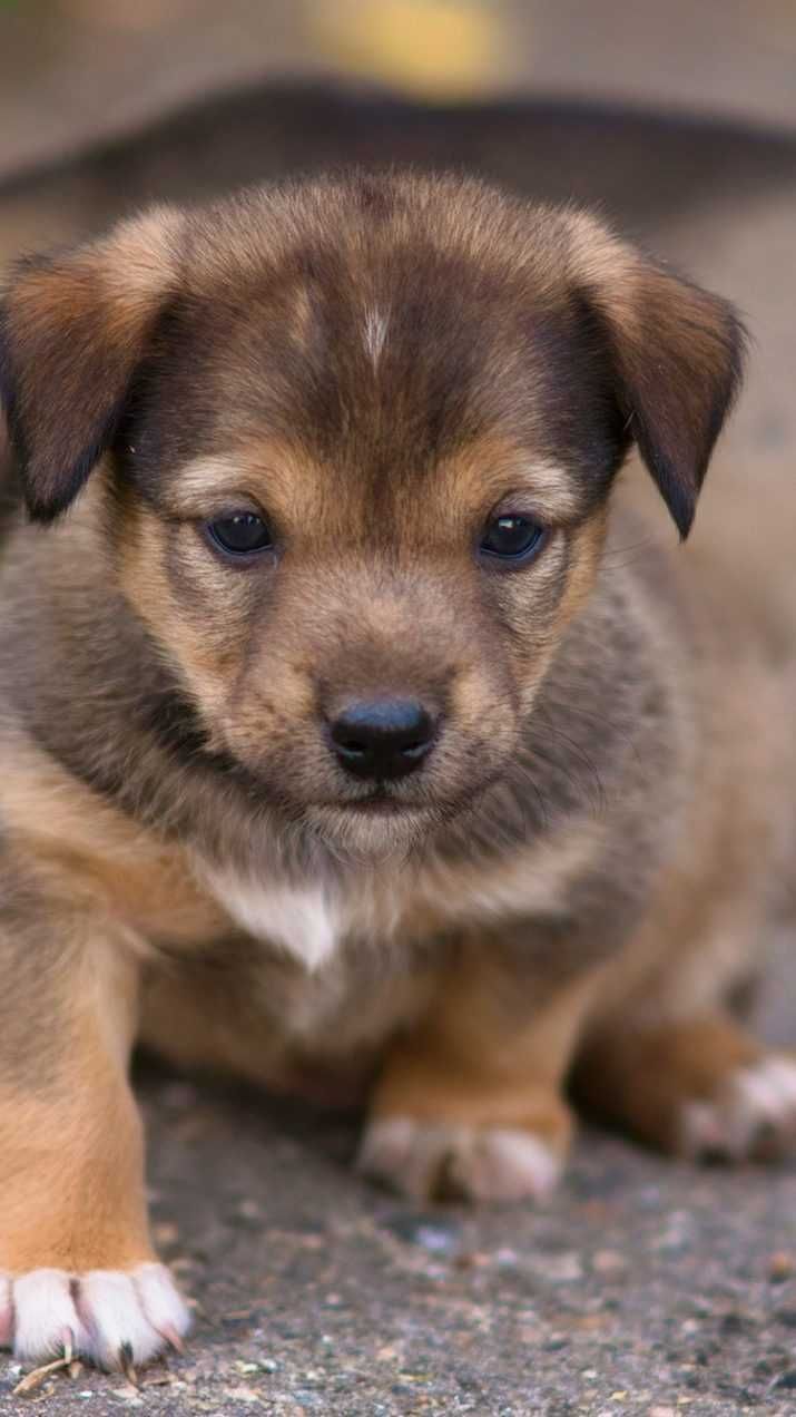 715x1272 Puppy Wallpaper Discover more Adorable