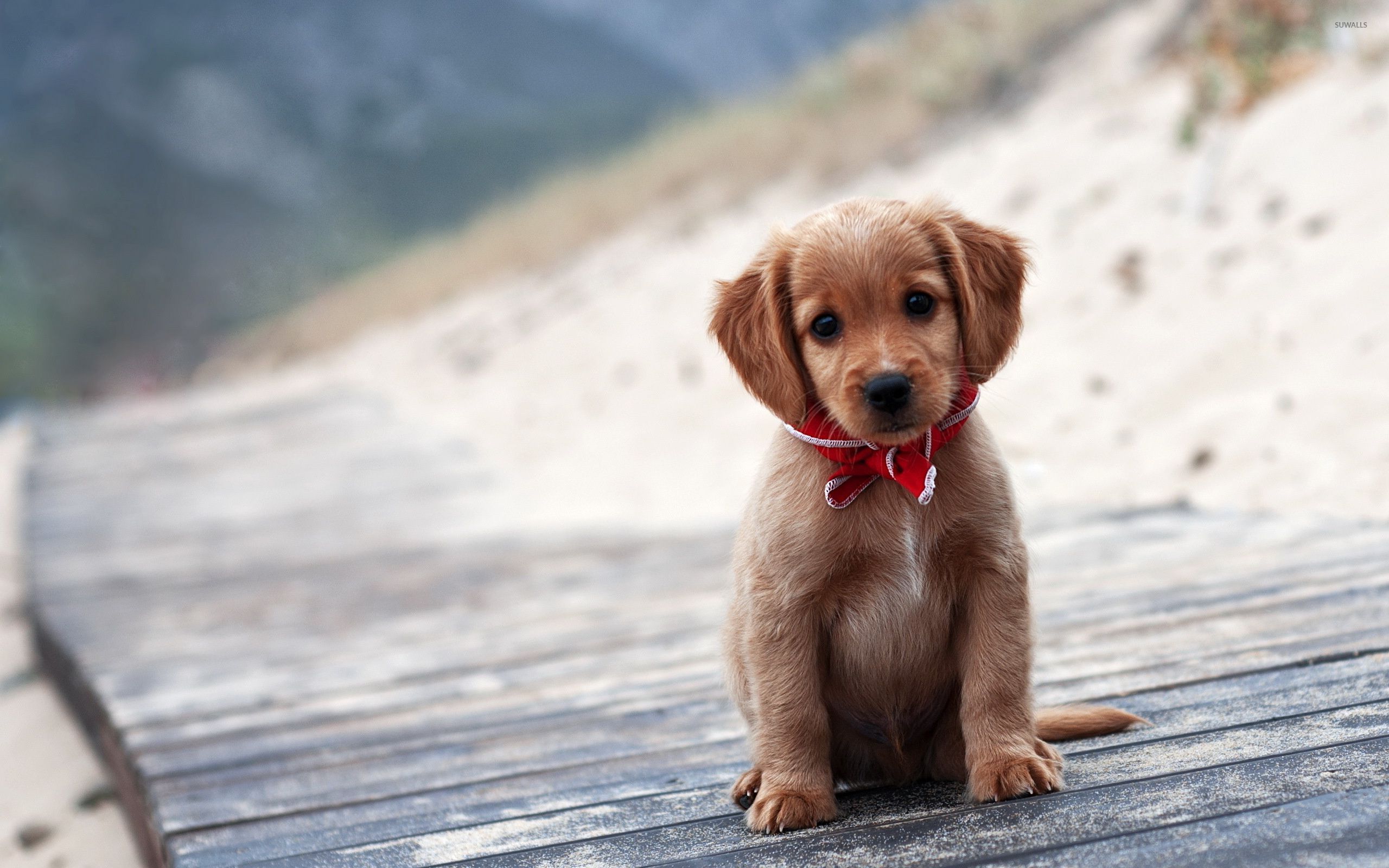 2560x1600 Brown puppy wallpaper