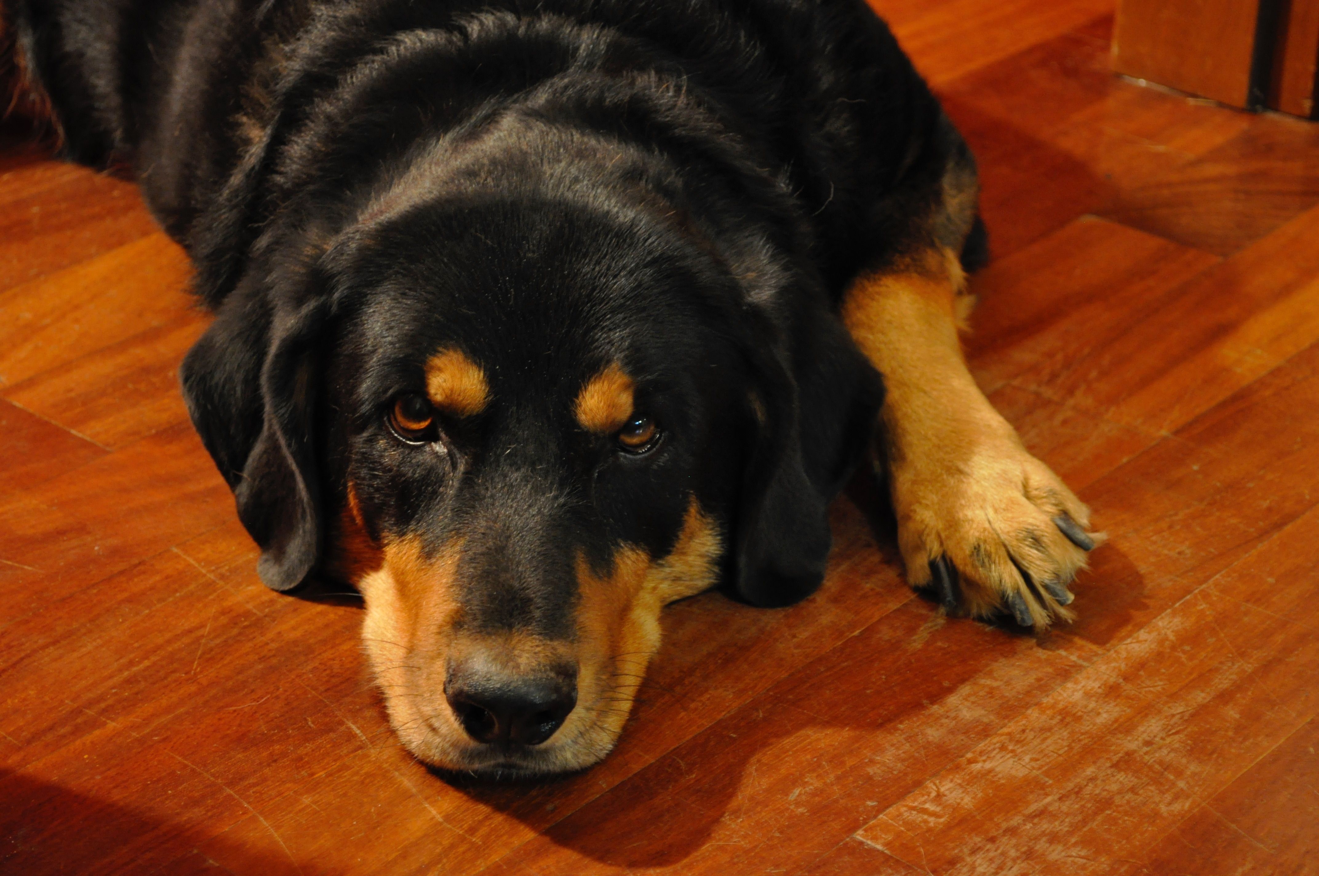 4288x2848 Black And Brown Dogs Wallpaper