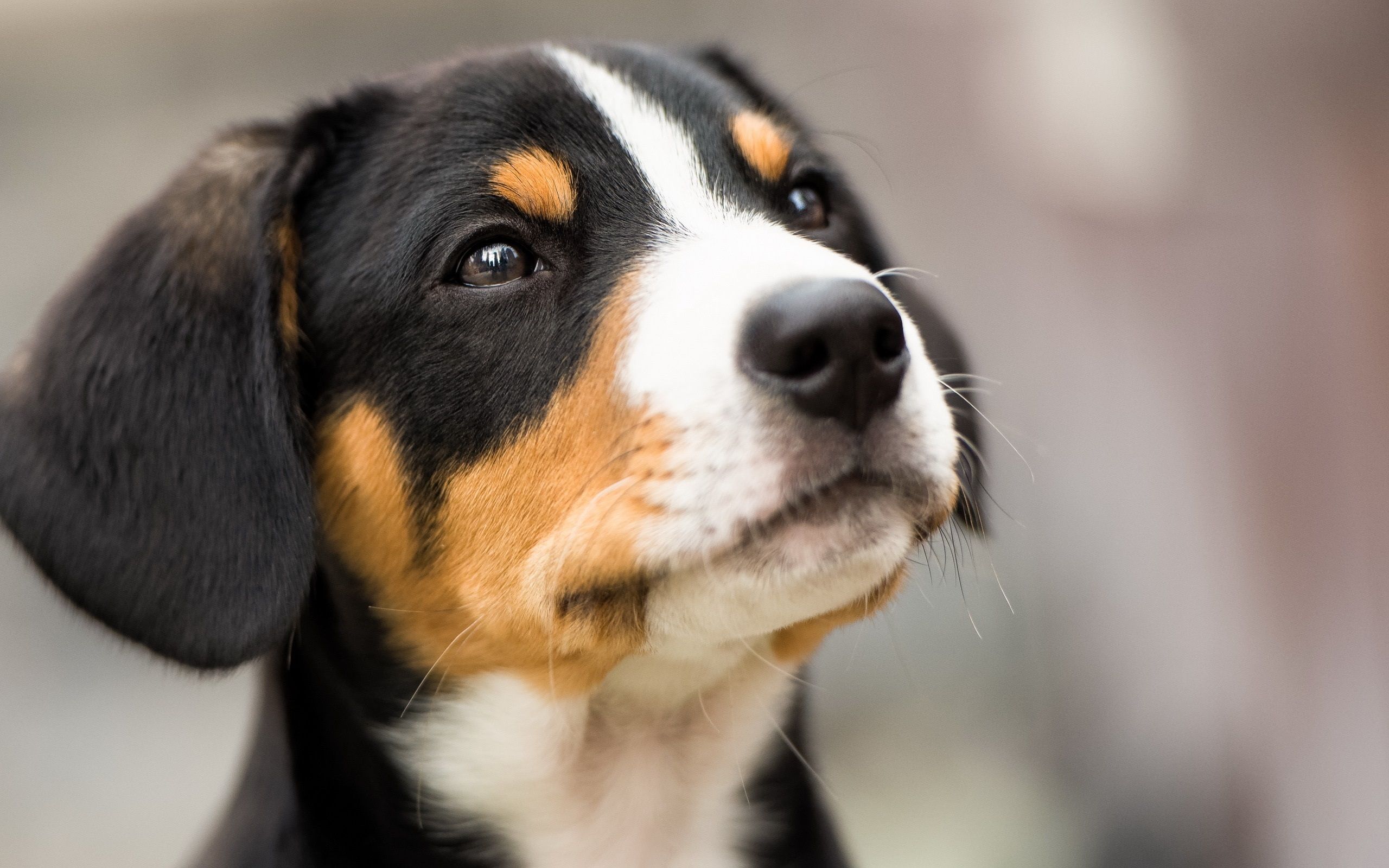 2560x1600 Black White Brown Dog Face HD wallpaper