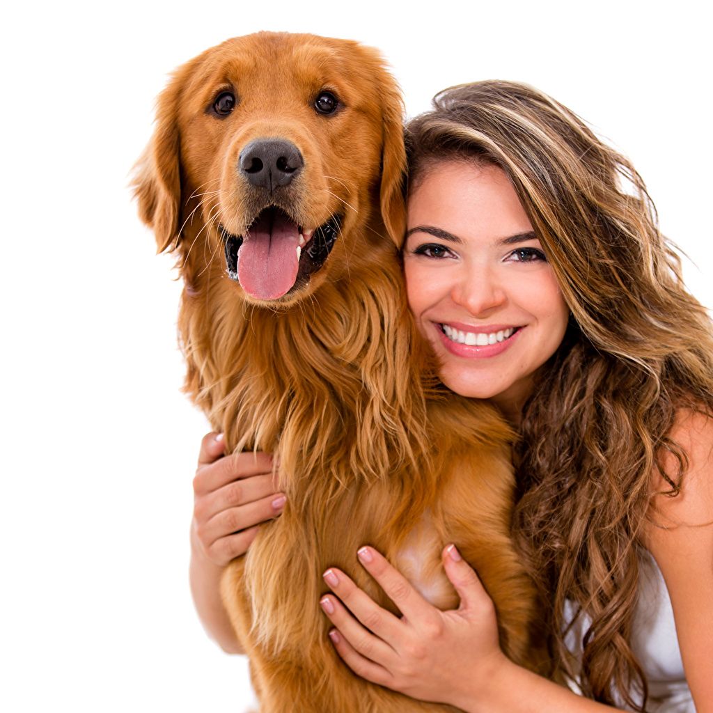 1024x1024 Picture Retriever dog Brown haired