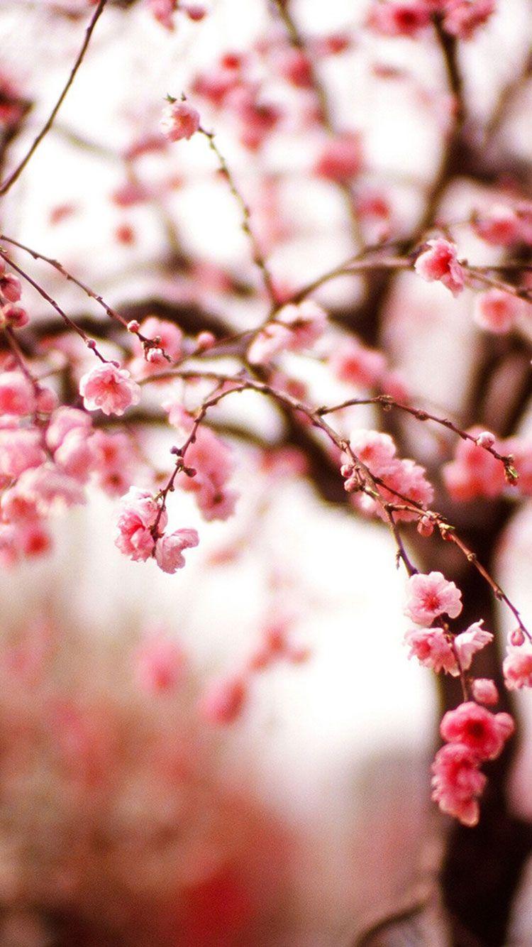Spring Iphone Wallpapers Top Free Spring Iphone Backgrounds Wallpaperaccess