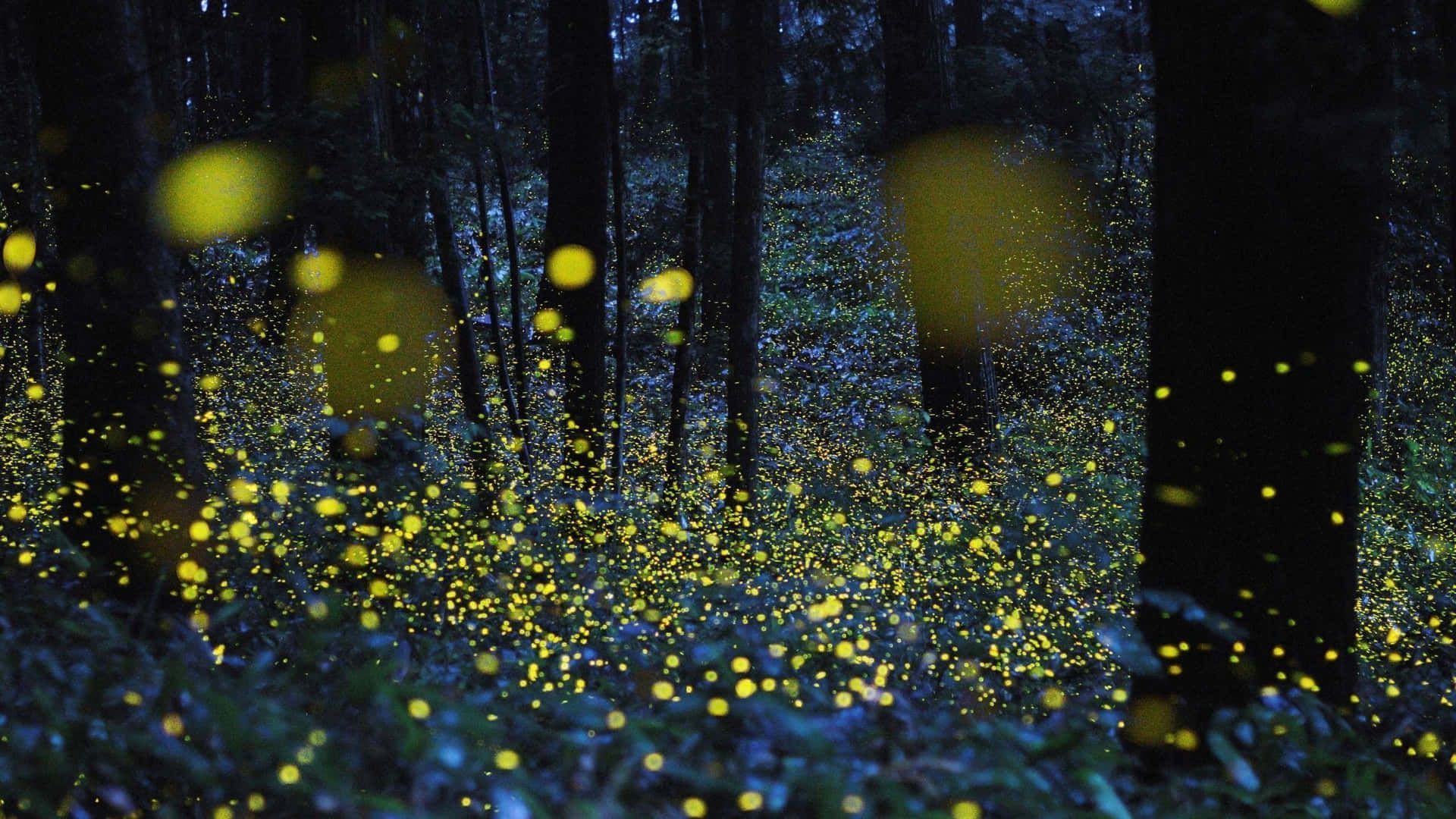 1920x1080 Firefly HD Wallpaper