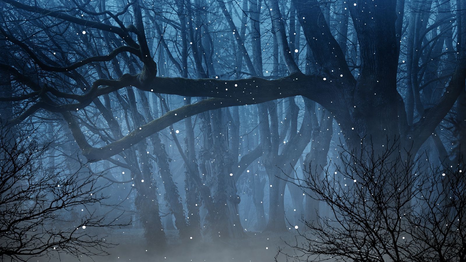 1600x900 Download wallpaper 1600x900 forest, fog
