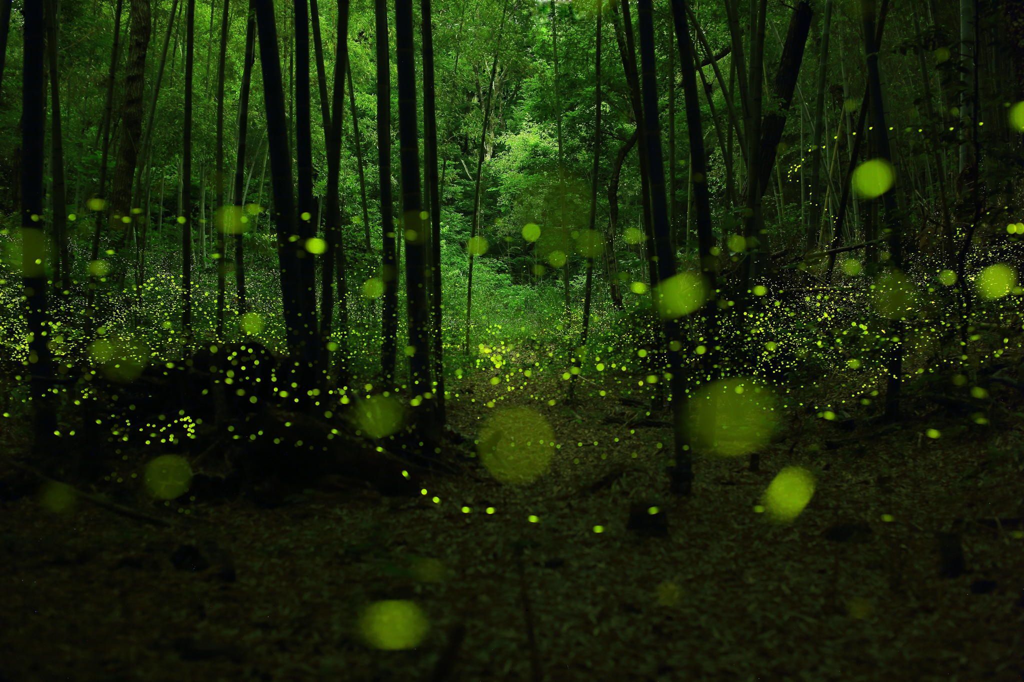 2048x1365 HD desktop wallpaper: Landscape, Magic