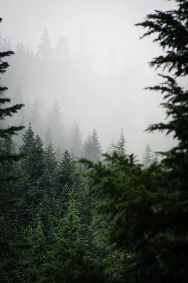 736x1104 Pacific Northwest Forest Picture