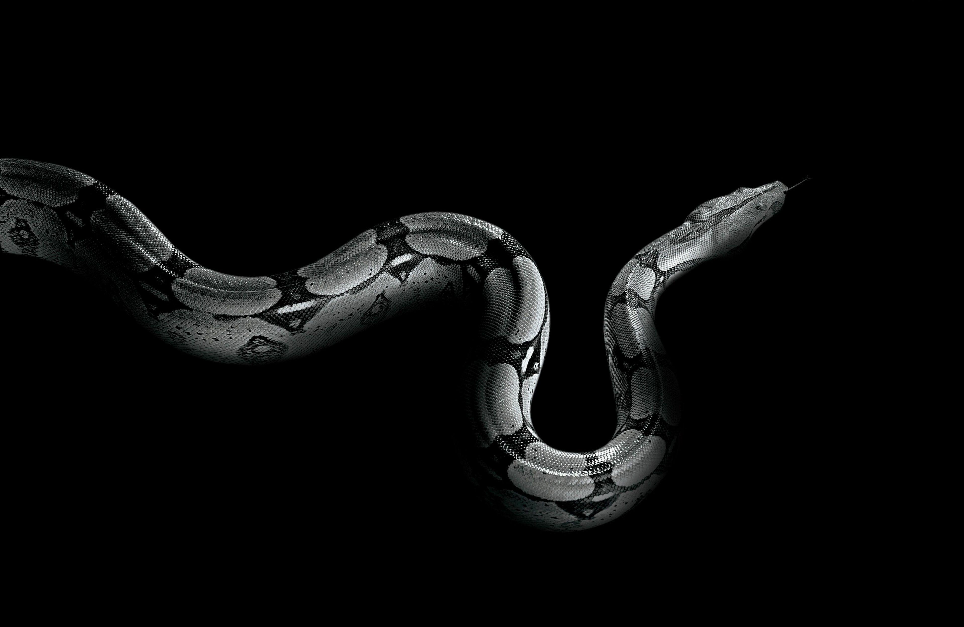 3840x2500 3840x2500 python 4k new full HD wallpaper. Animal