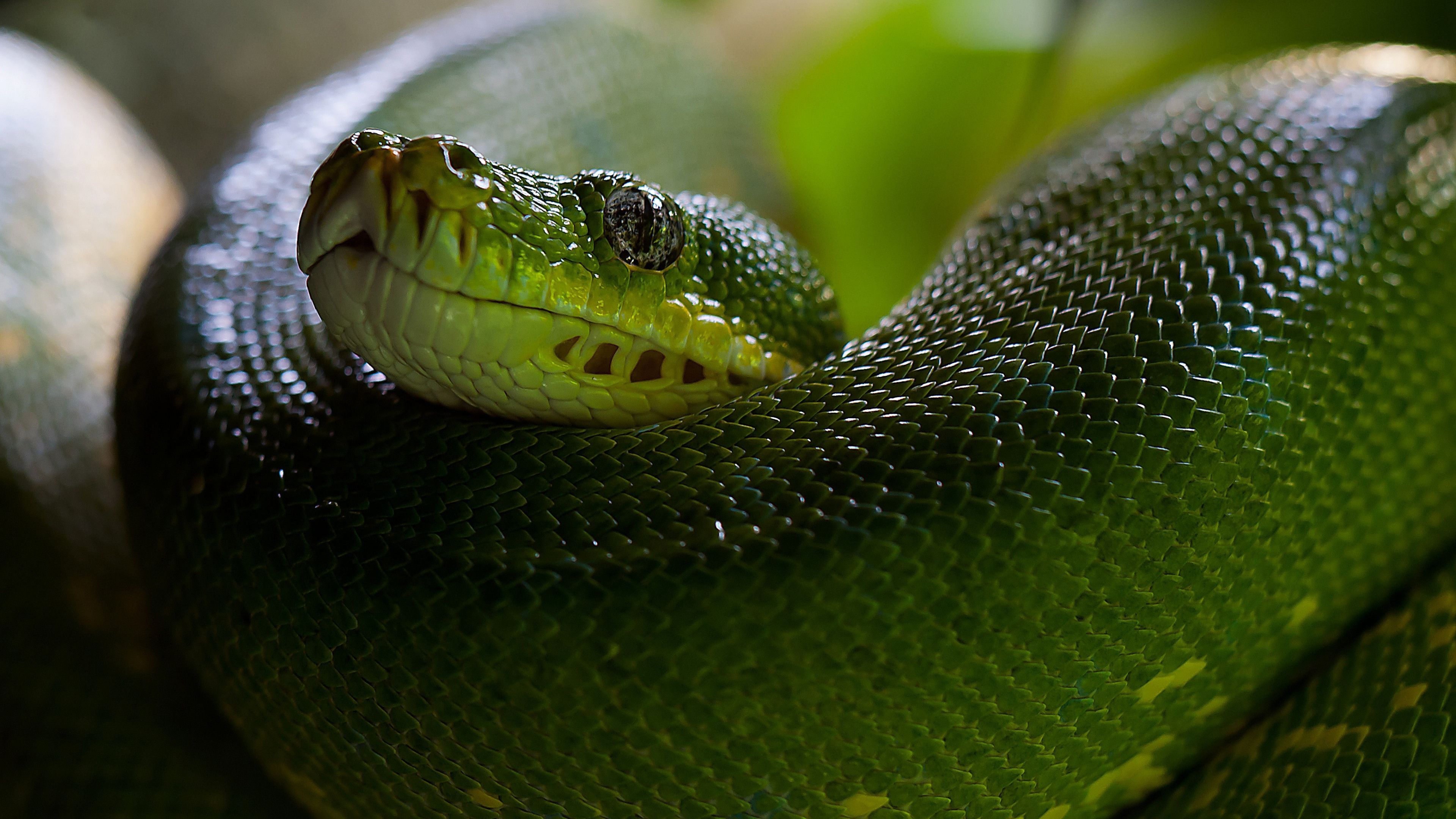 3840x2160 Wallpaper Python, Snake, Head, Scales