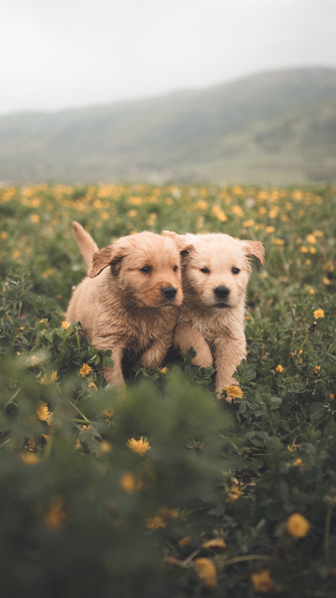 1080x1920 Best Dogs iPhone Wallpaper Download