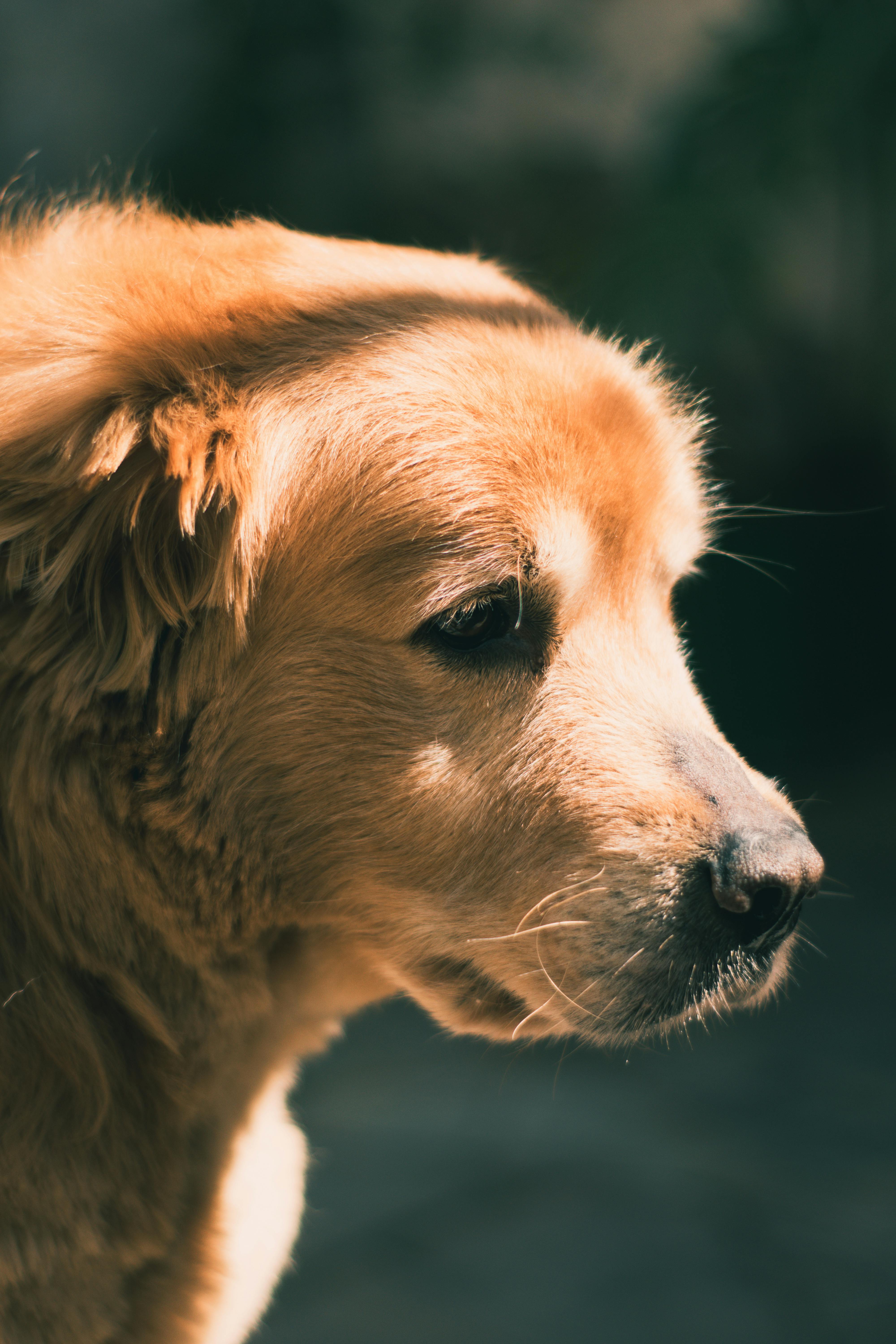 4000x6000 Cute Brown Dog's Muzzle · Free