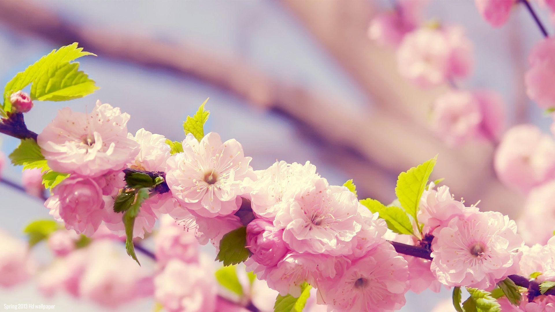 1920x1080 Hình nền của mùa xuân