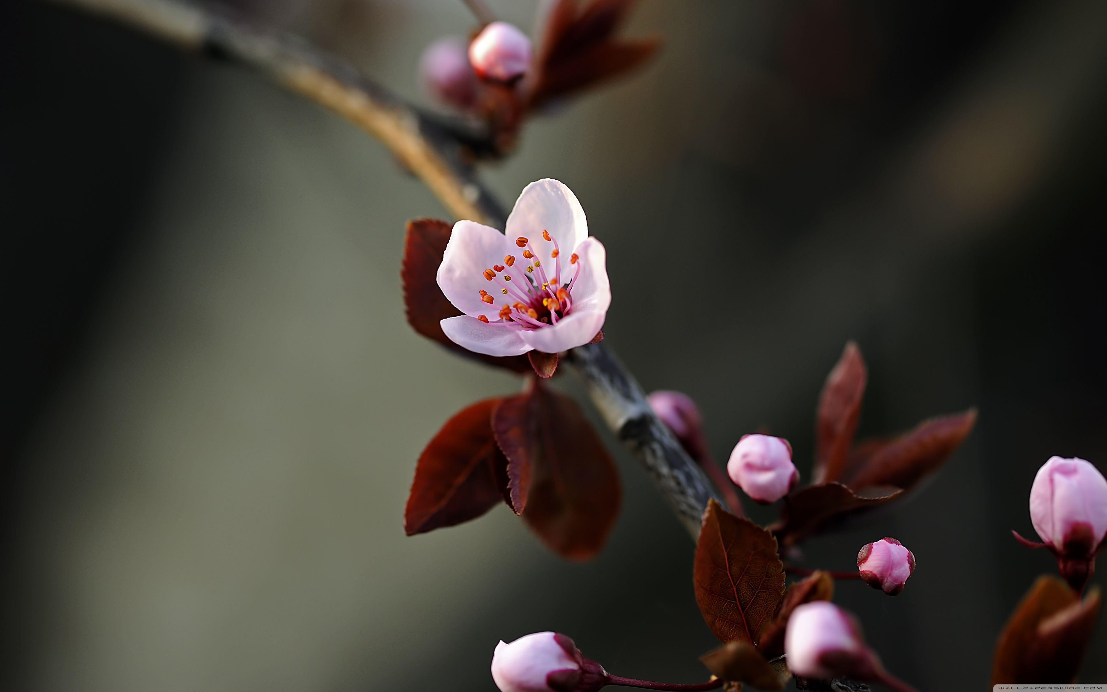 3840x2400 Purple Spring ❤ Hình nền máy tính để bàn HD 4K cho TV Ultra HD 4K