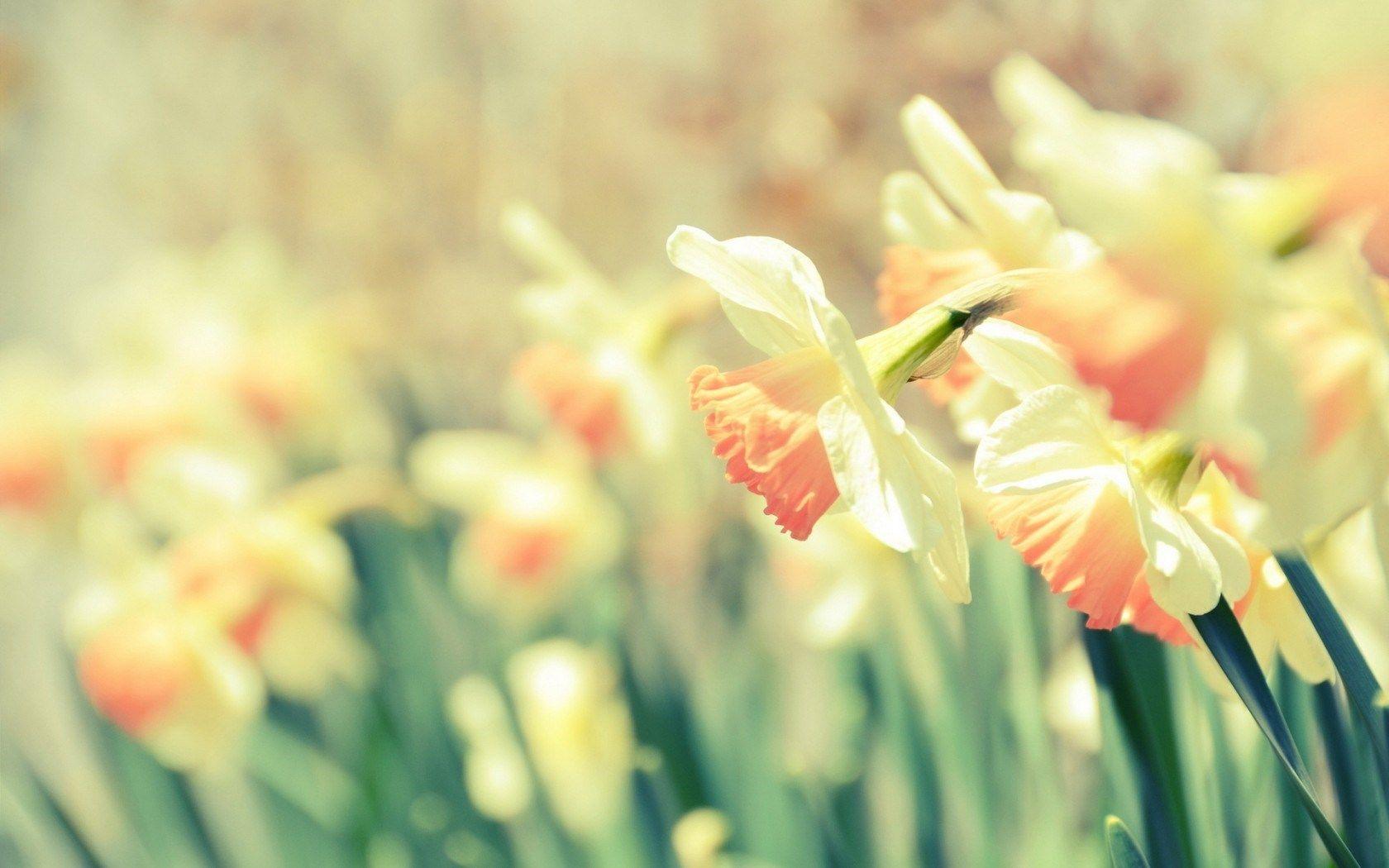 Chủ đề hình nền máy tính để bàn 1680x1050 Spring Flowers