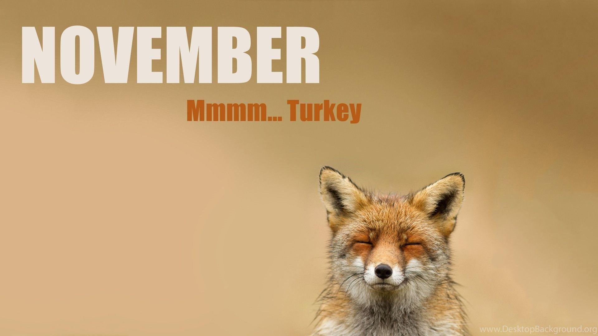 Funny November Wallpapers Top Free Funny November Backgrounds