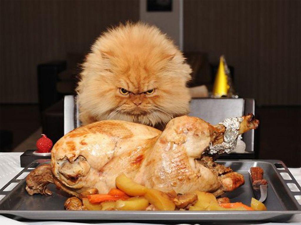 1024x768 Funny Thanksgiving Wallpaper