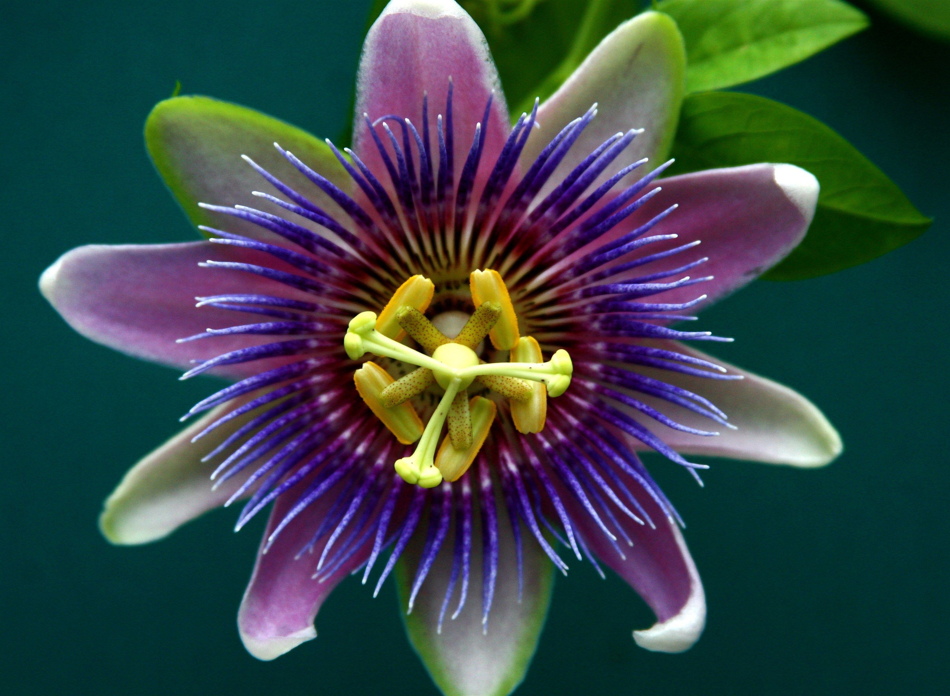 3187x2336 Nature Passion Flower HD Wallpaper