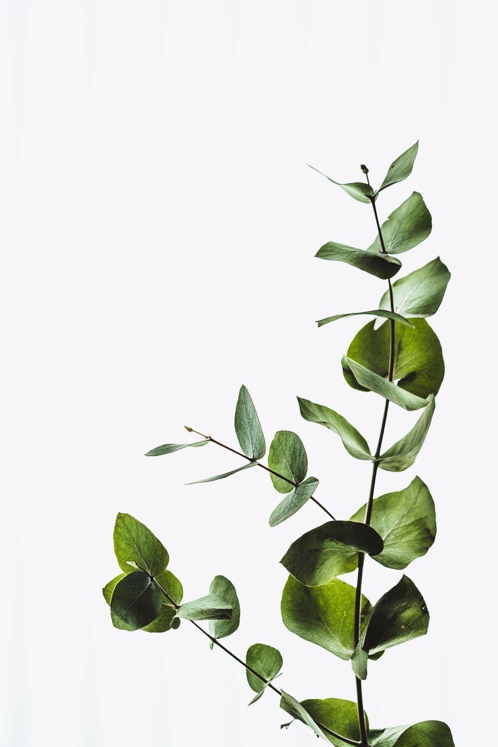 100 Plant Iphone Wallpapers  Wallpaperscom