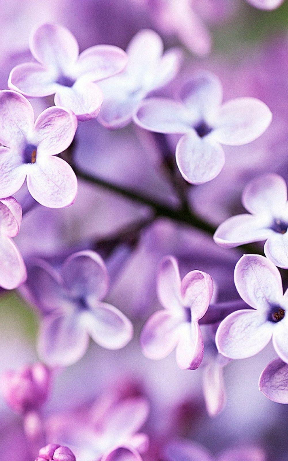 Purple Spring Wallpapers - Top Free Purple Spring Backgrounds ...