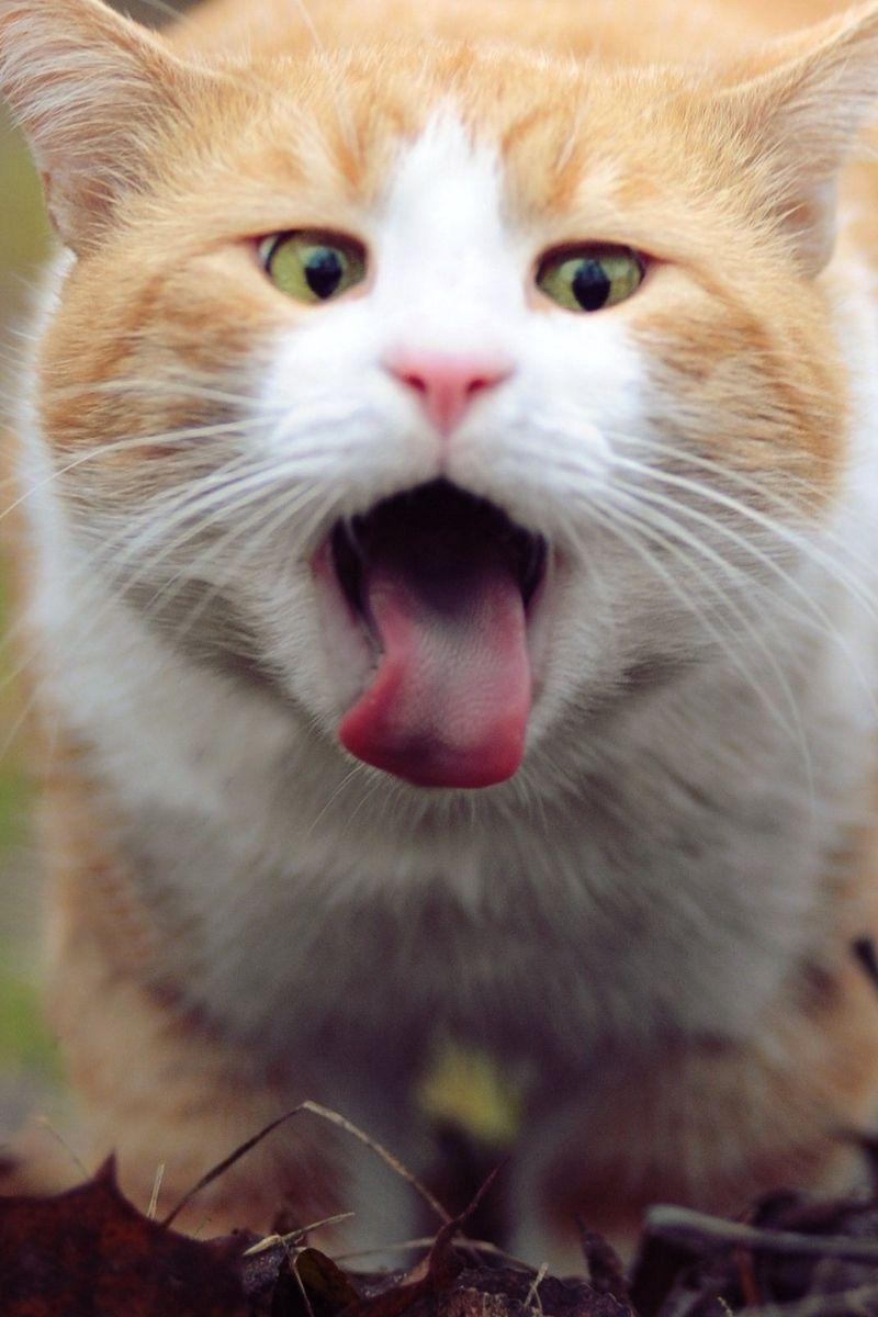 800x1200 Download wallpaper 800x1200 cat, face, tongue, leaves