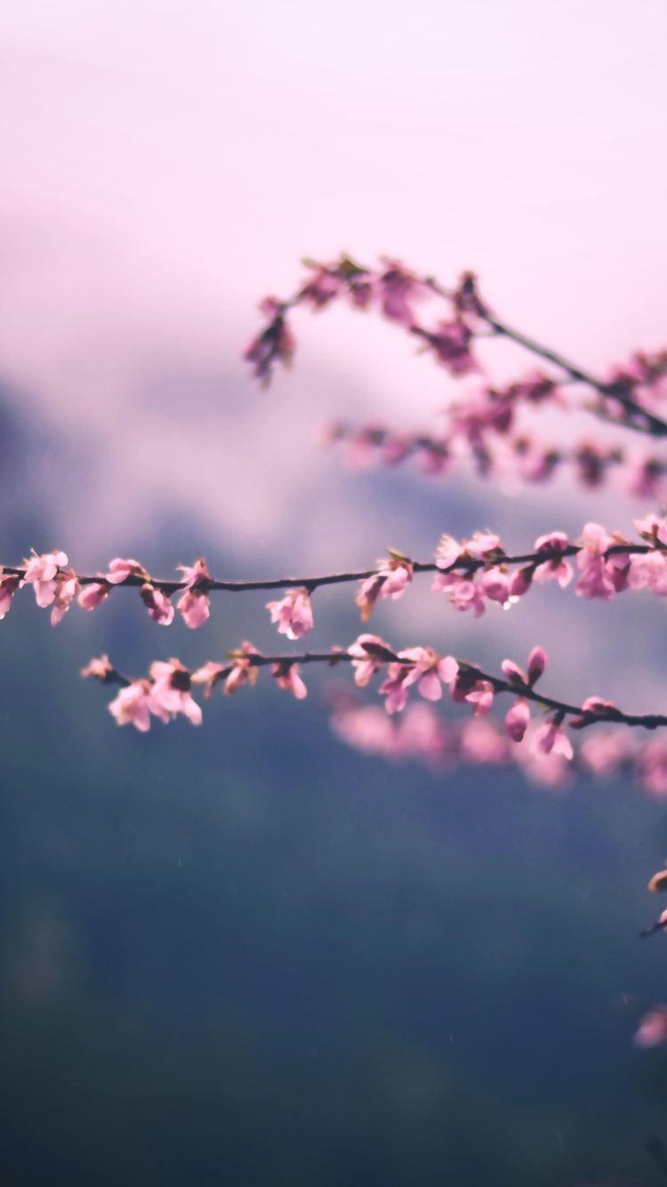 750x1334 Pink Blossom Tree Branch Spring 5k iPhone iPhone