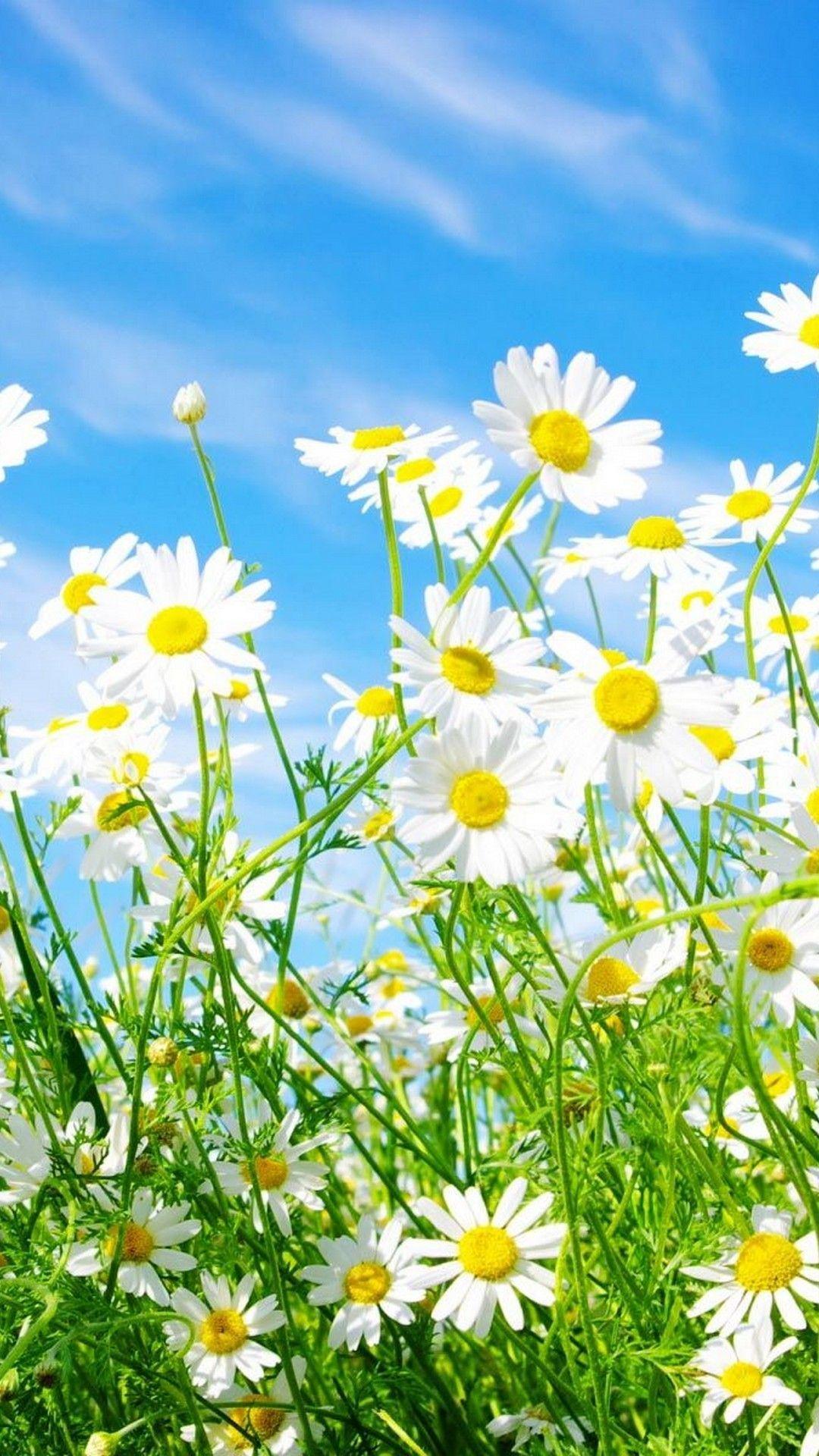 Download Spring Flower Sunlight Iphone Wallpaper  Wallpaperscom