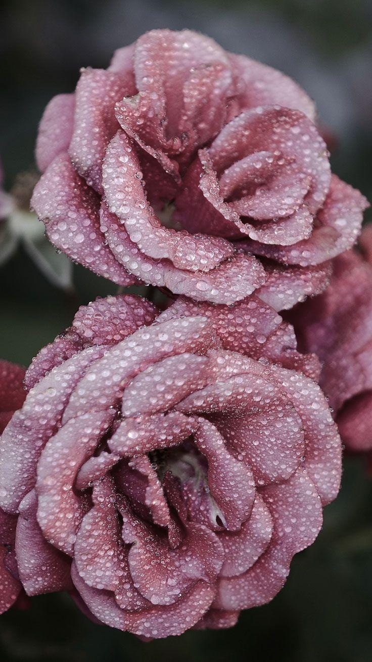 736x1308 Spring Wallpaper for iPhone Spring Background Free