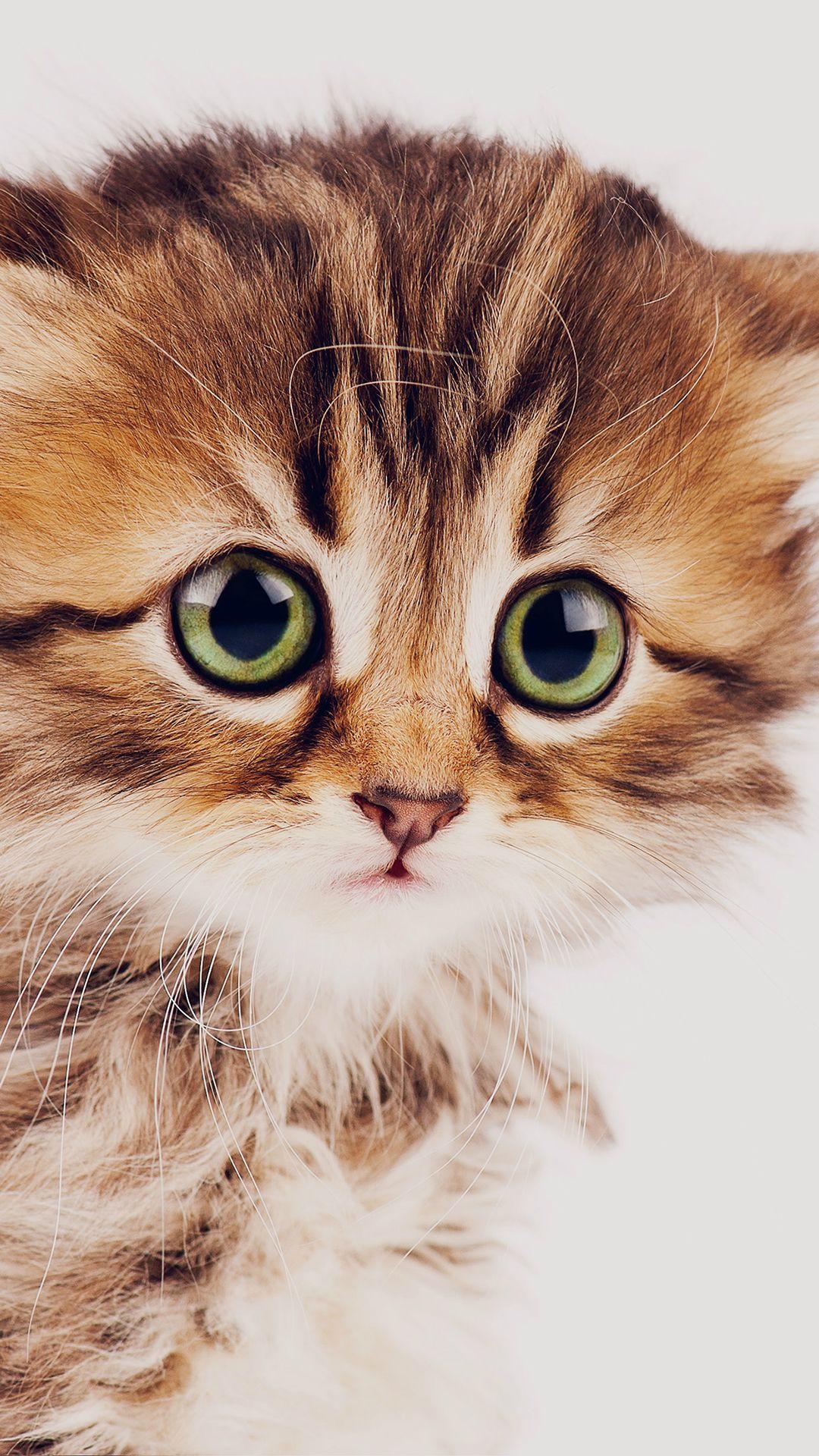 1080x1920 Animal iPhone Background