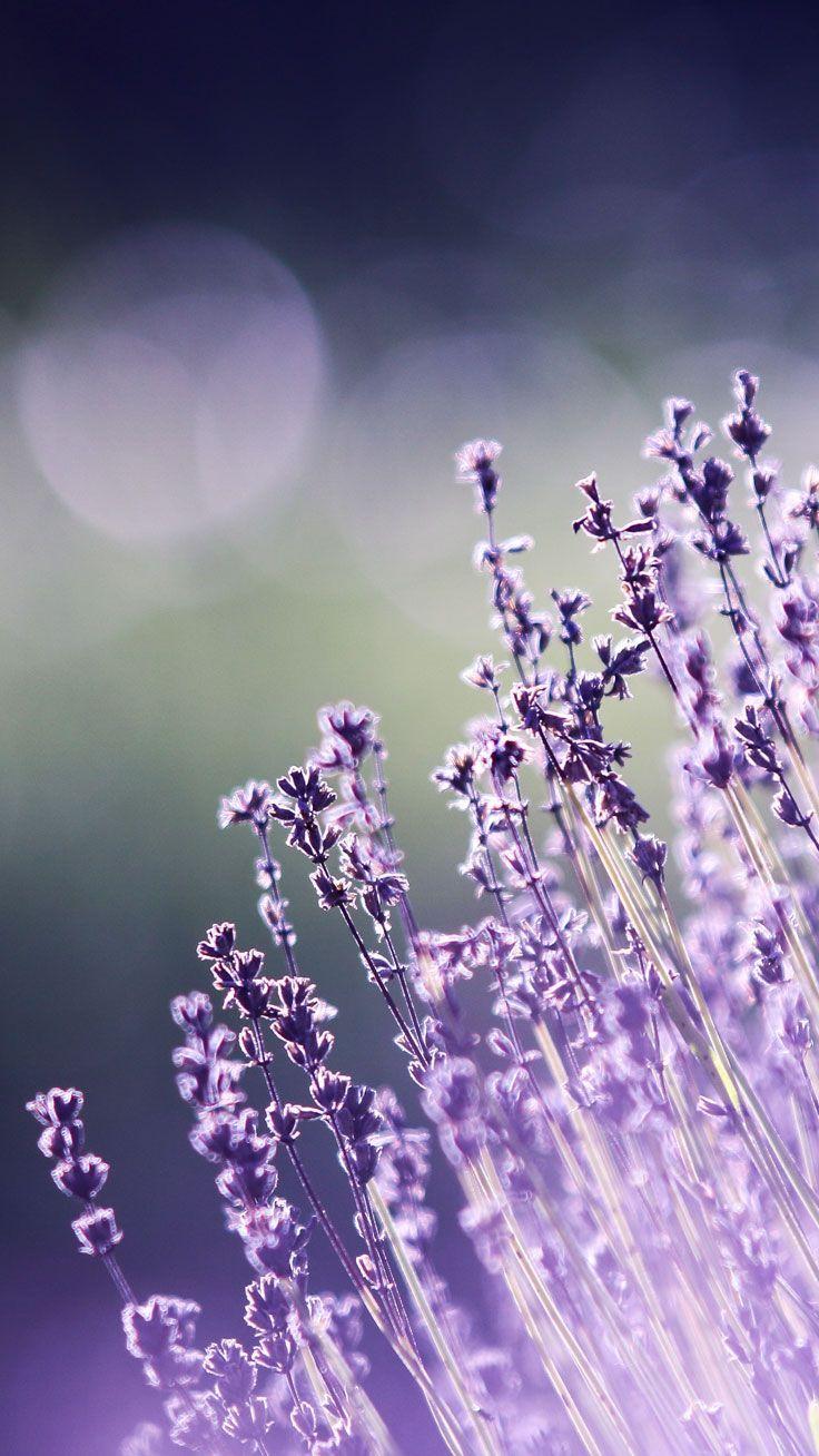 736x1308 Spring Plant Wallpaper