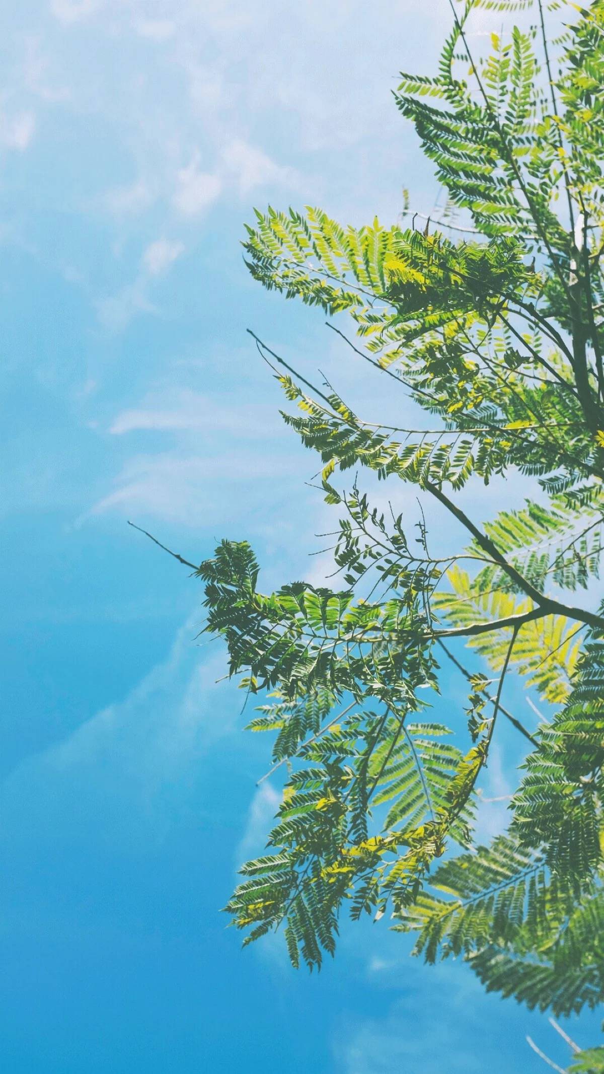 1200x2133 iPhone 6S Nature Wallpaper