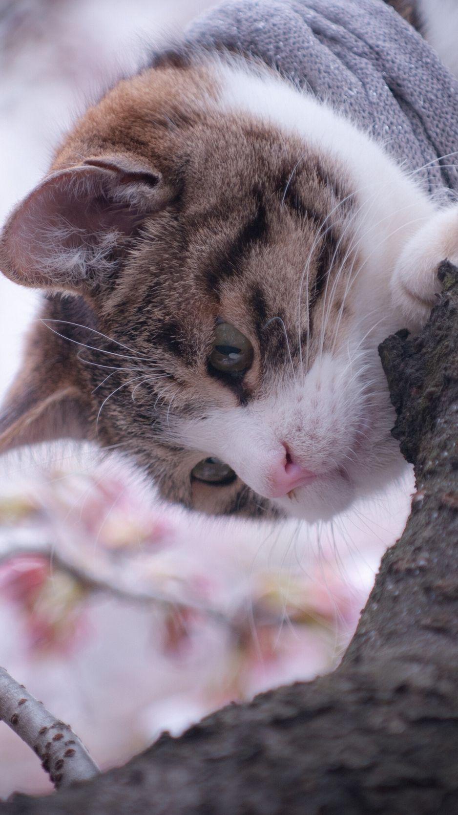 938x1668 Download Wallpaper 938x1668 Cat, Tree, Spring Iphone 8 7 6s
