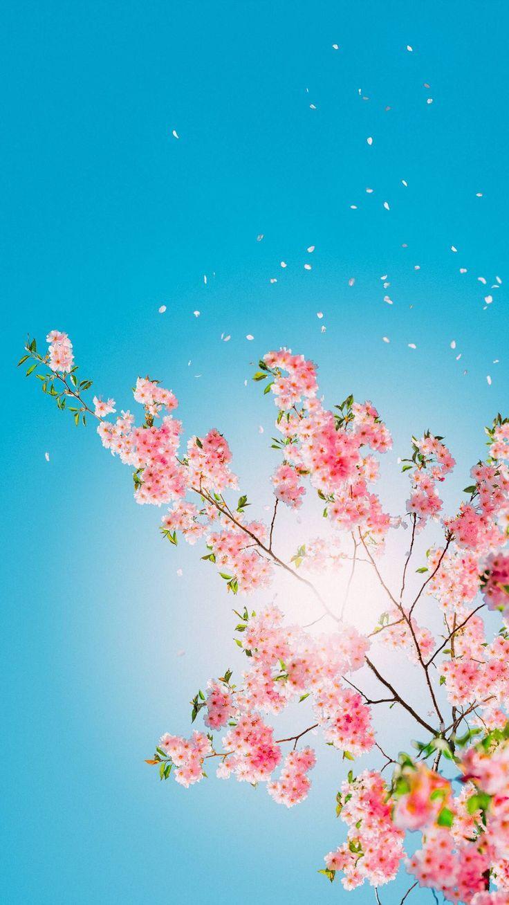 736x1308 pretty iphone wallpaper