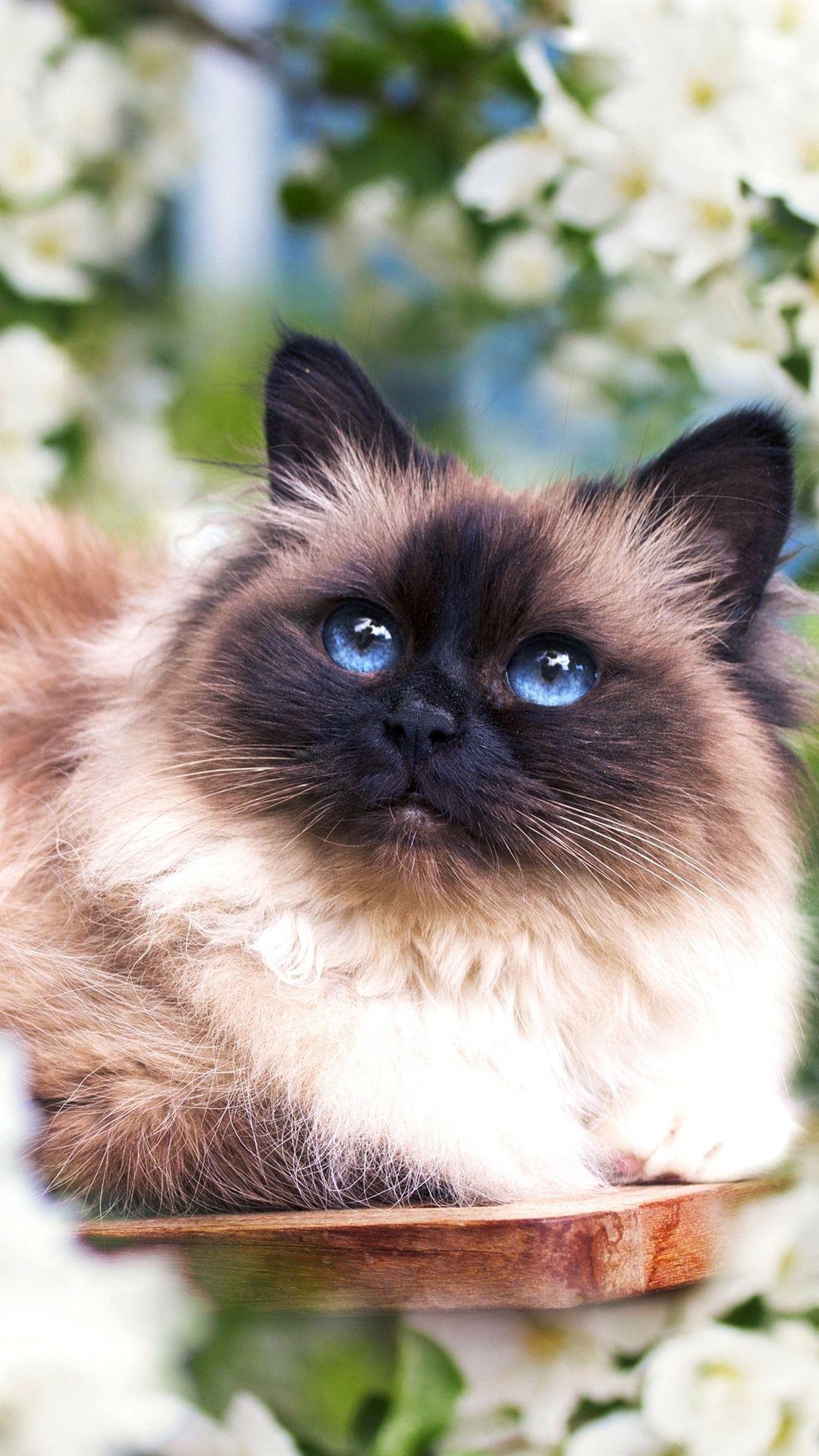 1080x1920 Furry cat, blue eyes, white flowers, spring 1080x1920 iPhone