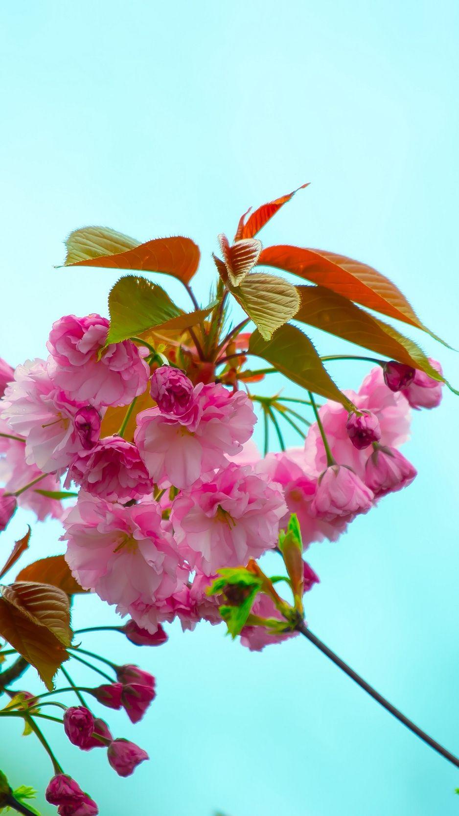 938x1668 Download wallpaper 938x1668 flowers, pink, flowering, branch