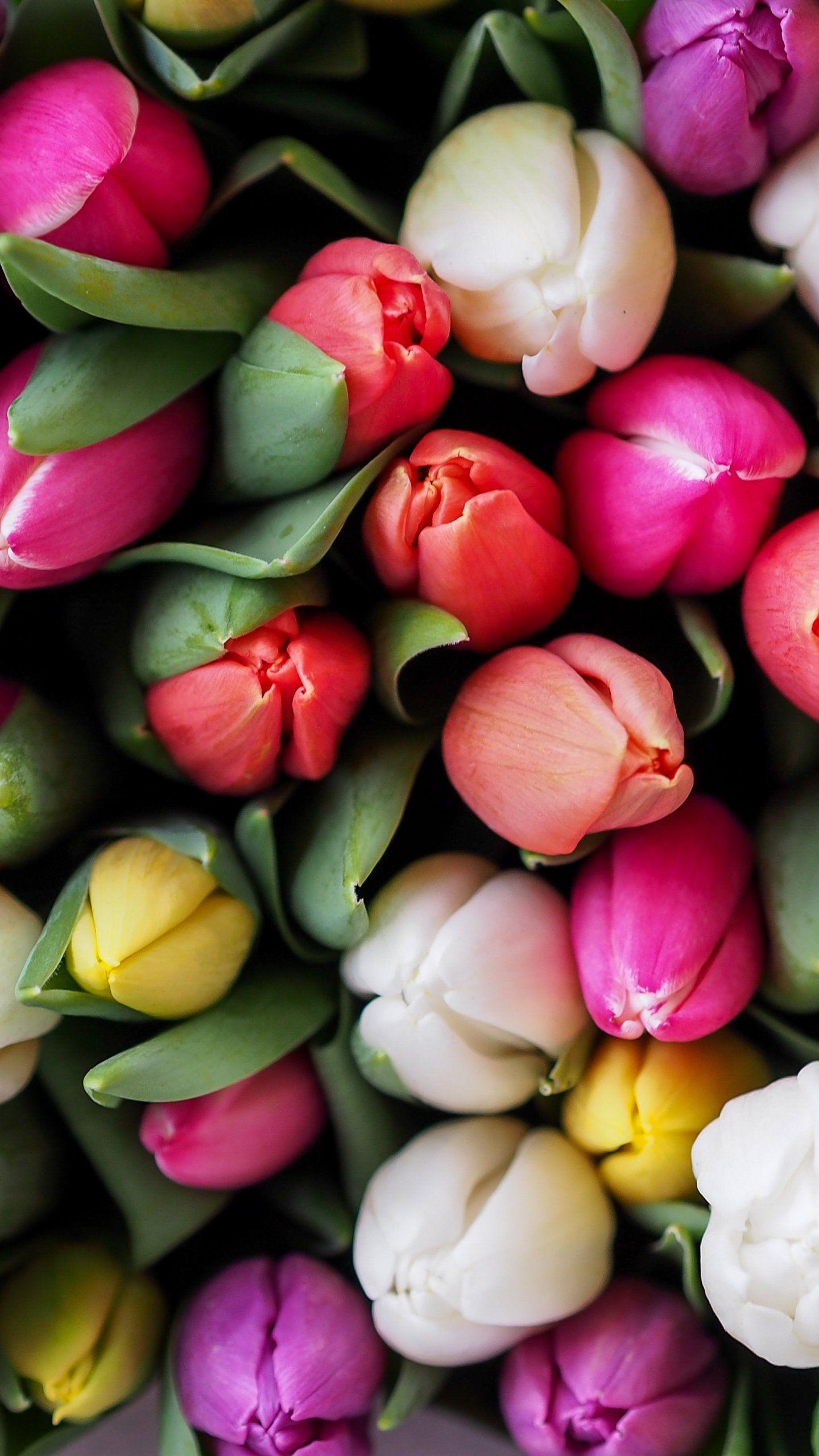 Tulips iPhone Wallpaper  iDrop News
