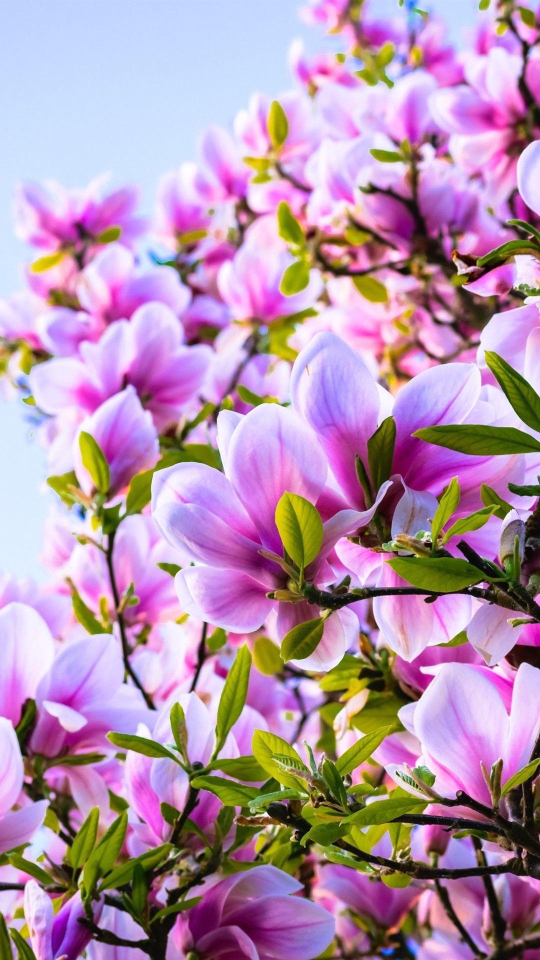 1080x1920 Pink Flowers, Magnolia, Spring 1080x1920 IPhone 8 7 6 6S