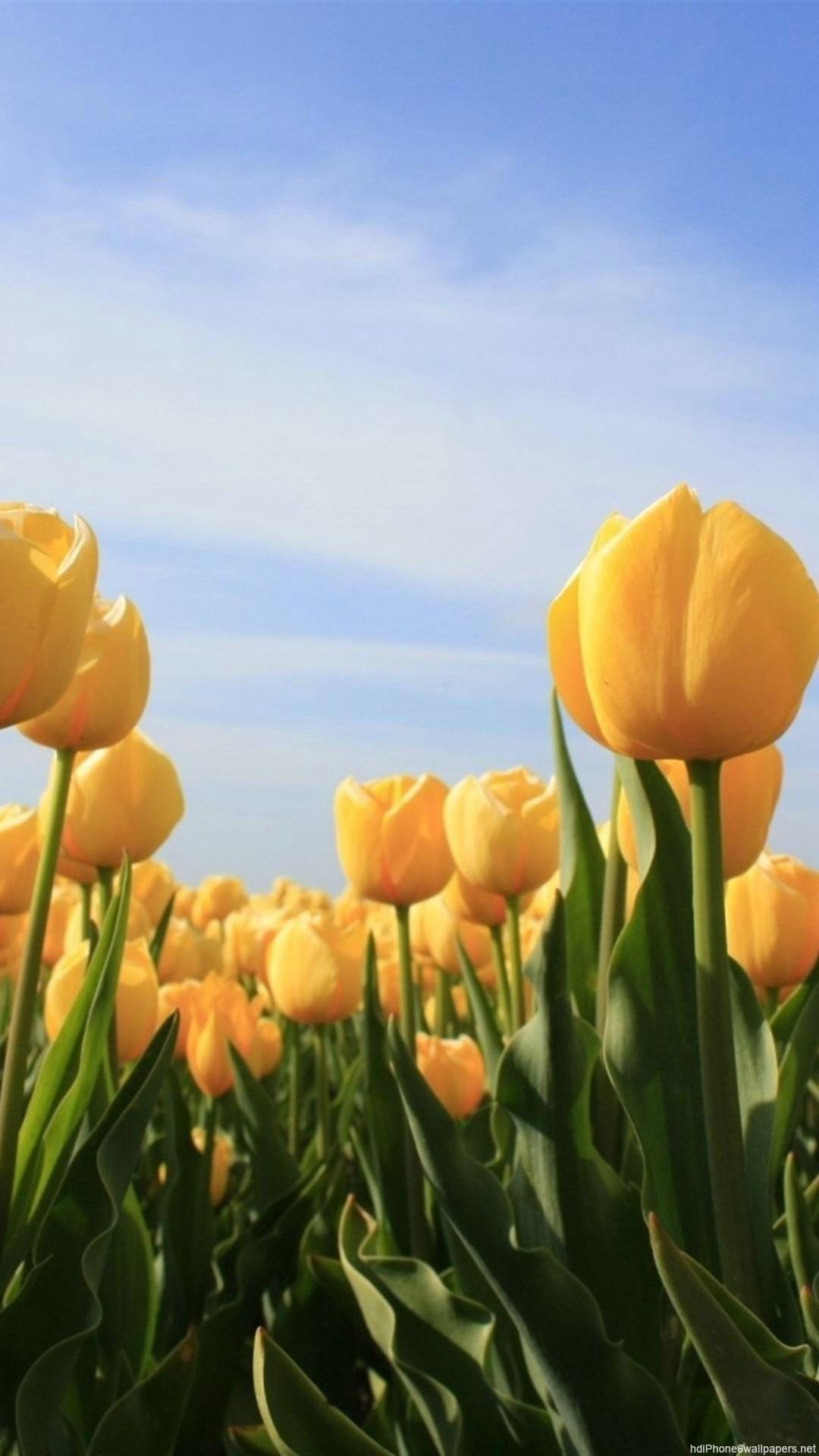 Featured image of post Tulip Wallpaper For Android - 4.1 hi, there you can download apk file tulip wallpapers for android free, apk file version is 1.0 to download to your android device just click this button.