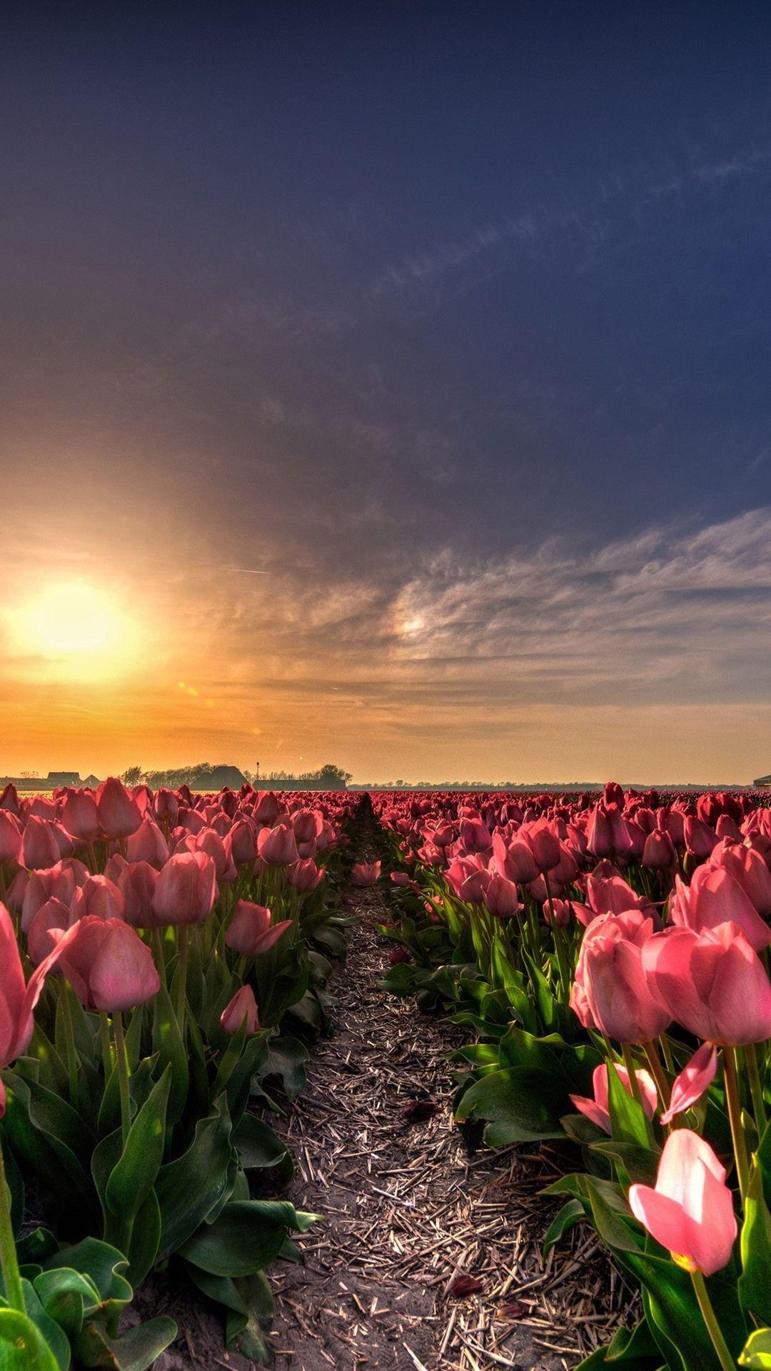 Hình Nền Hoa Tulip iPhone (Tulip iPhone Wallpapers): Đưa vẻ đẹp của hoa tulip vào chiếc điện thoại của bạn với bộ sưu tập hình nền hoa tulip đầy màu sắc và đa dạng. Tận hưởng mỗi ngày với một hình nền khác nhau, mang đến cho bạn cảm giác mới lạ và thú vị.