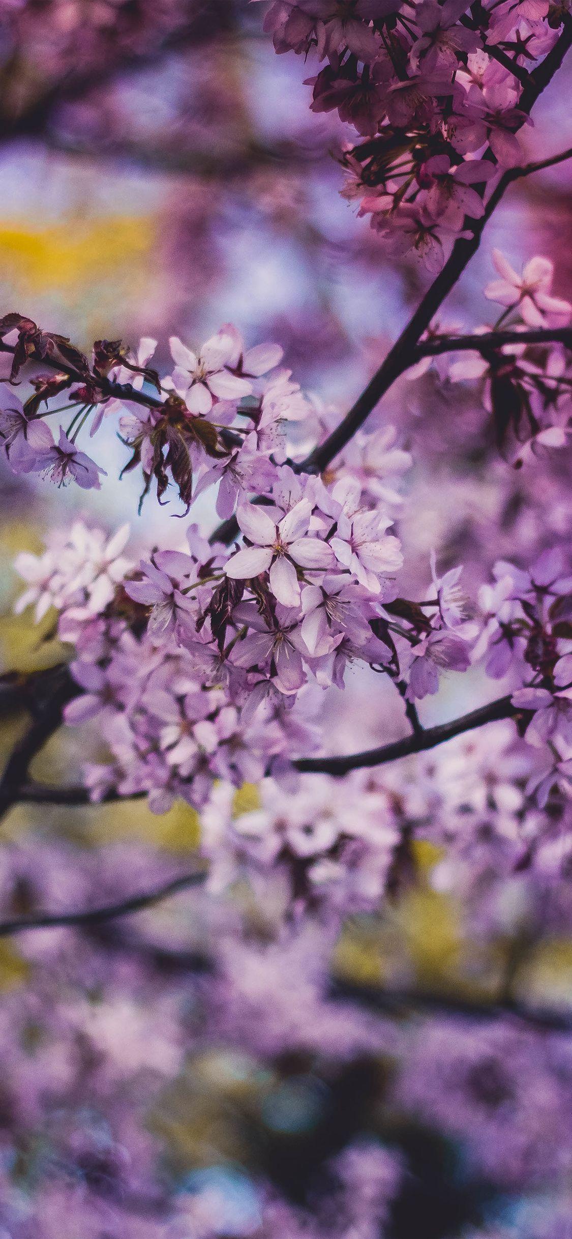 1125x2436 iPhone wallpaper. flower pink blue nature