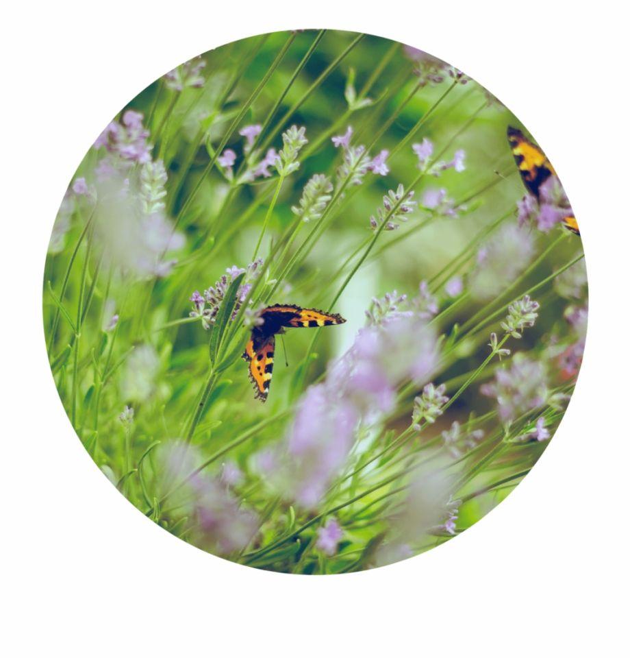920x960 Plant Benefits Habitat iPhone Wallpaper 2019 Free
