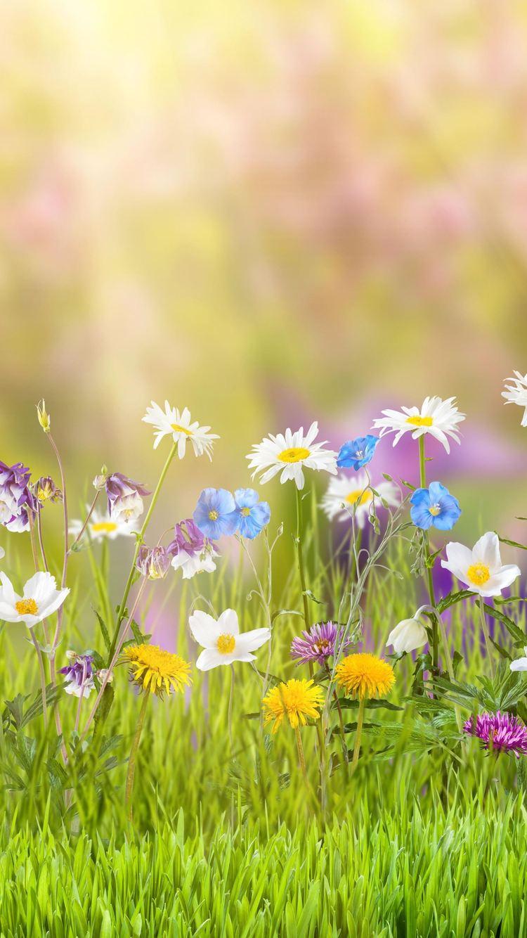 750x1334 Spring iPhone iPhone 6S, iPhone 7 HD 4k
