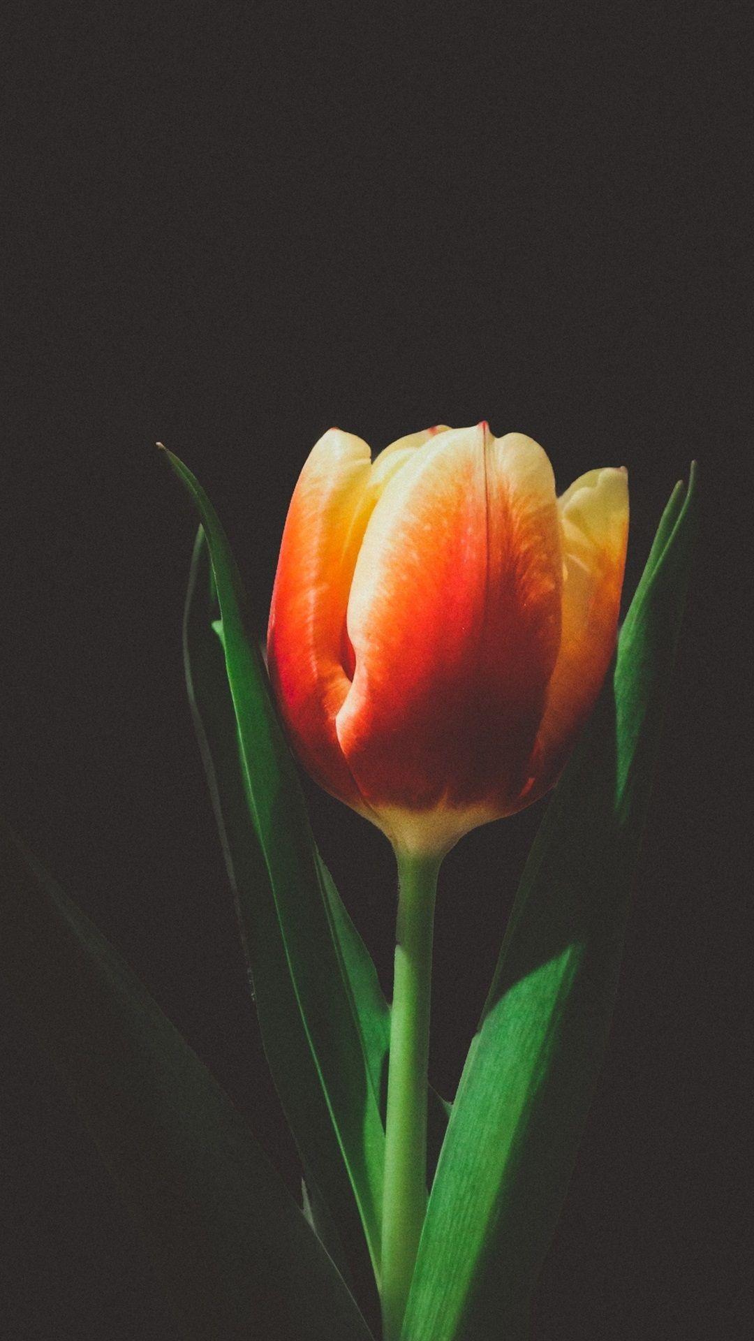 1080x1920 One Tulip Flower, Black Background 1080x1920 IPhone 8 7 6 6S