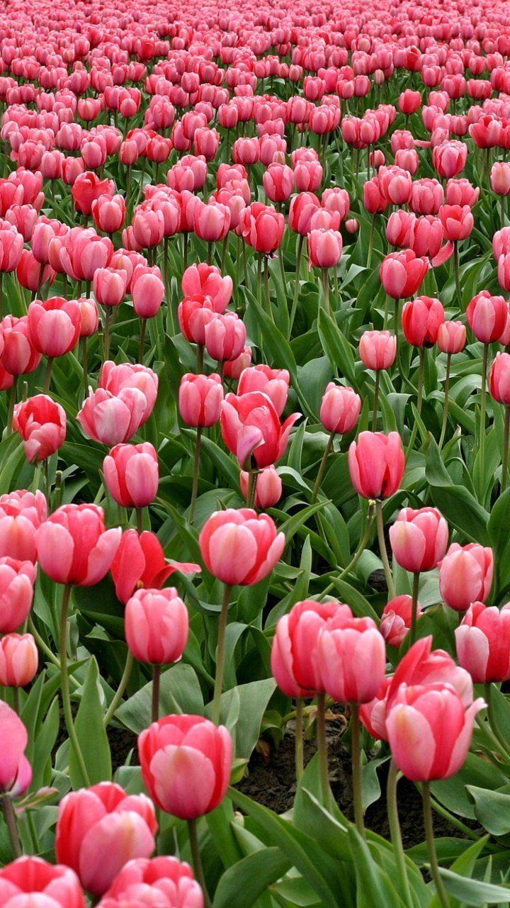 Download wallpaper 938x1668 tulip flower pink spring plant iphone  876s6 for parallax hd background