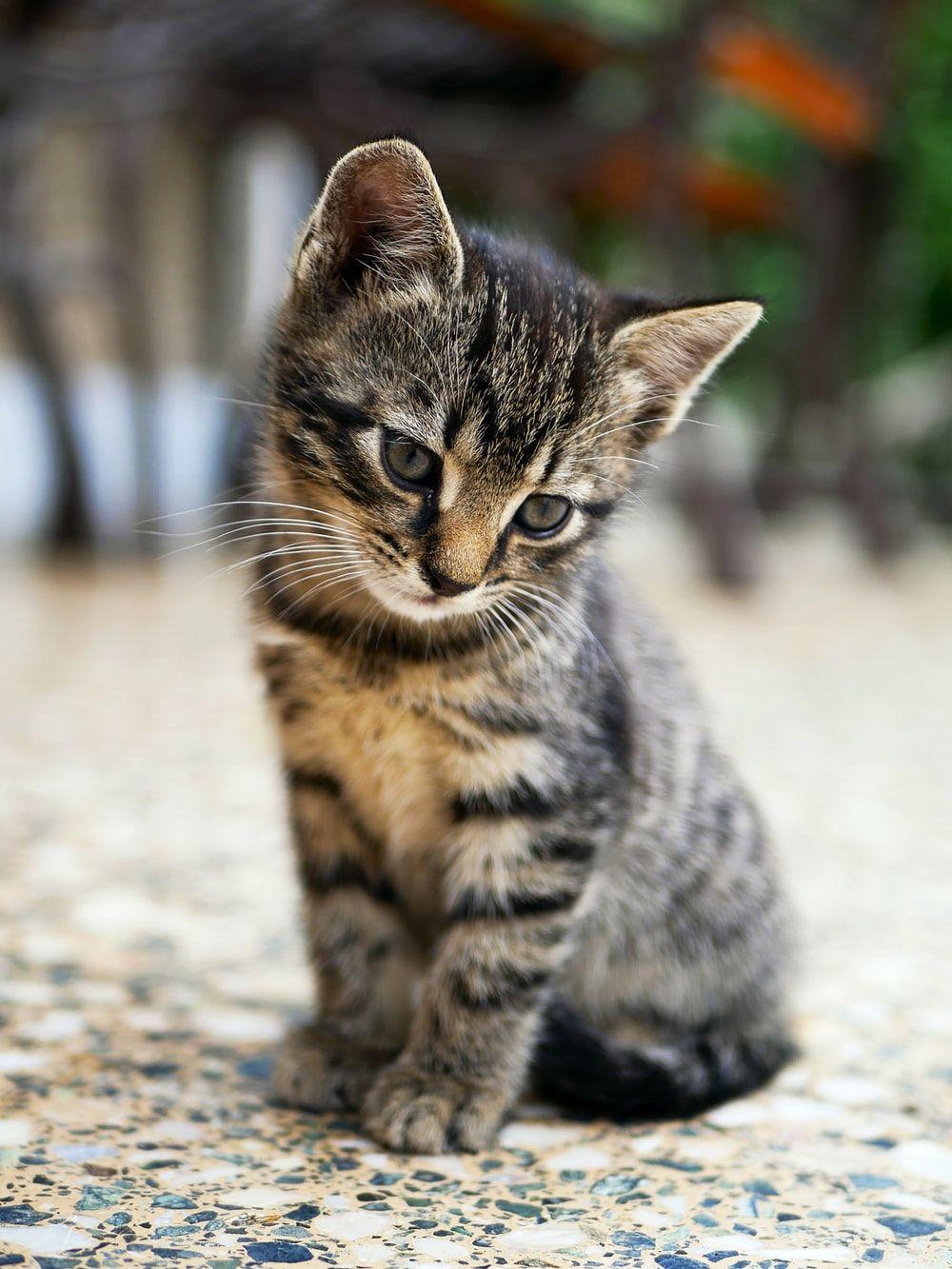 1000x1333 Kitten Image: Download HD Picture & Photo