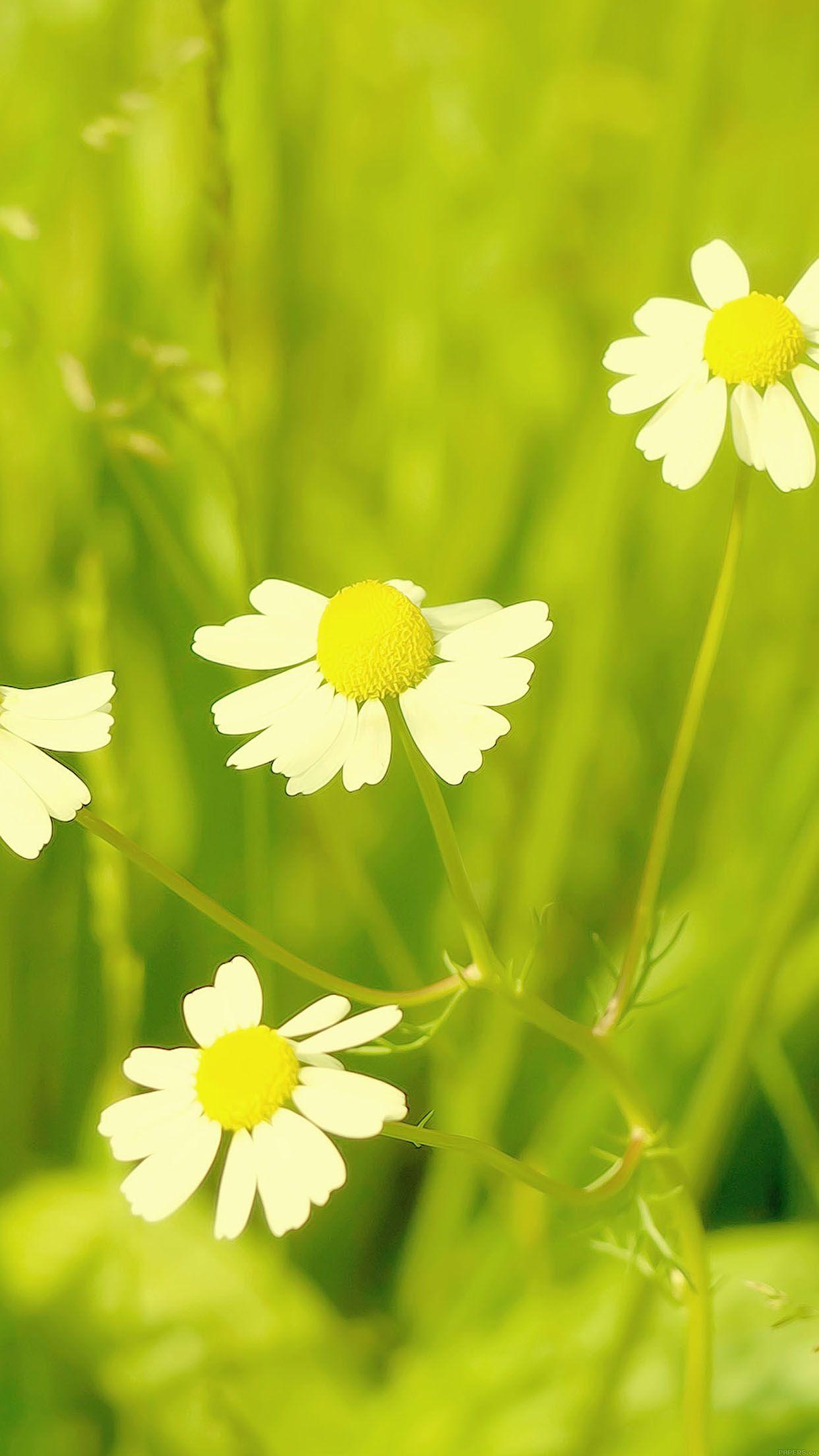 1242x2208 iPhone7papers spring flower white grass nature