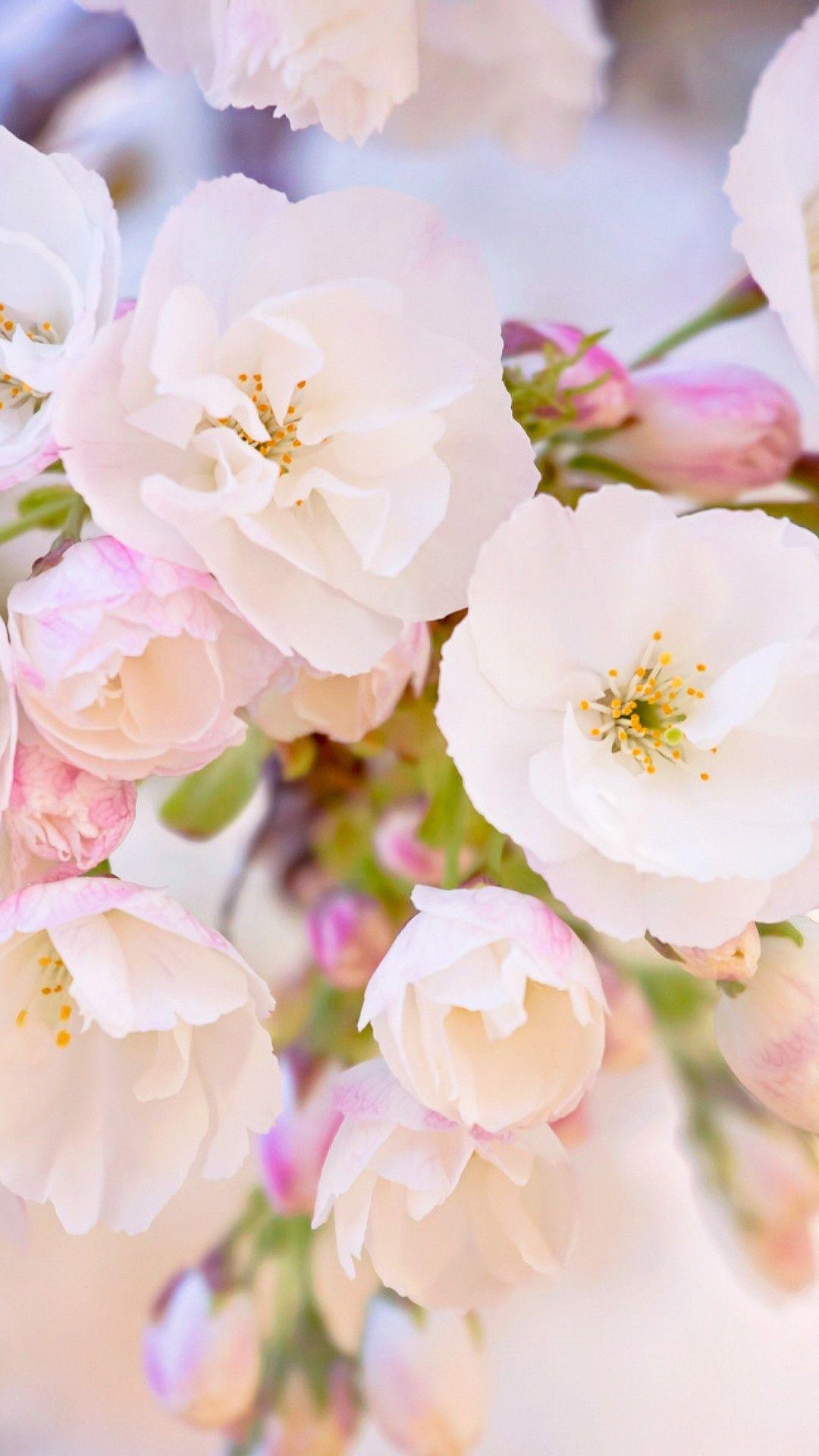1080x1920 Beautiful Spring Wallpaper for iPhone
