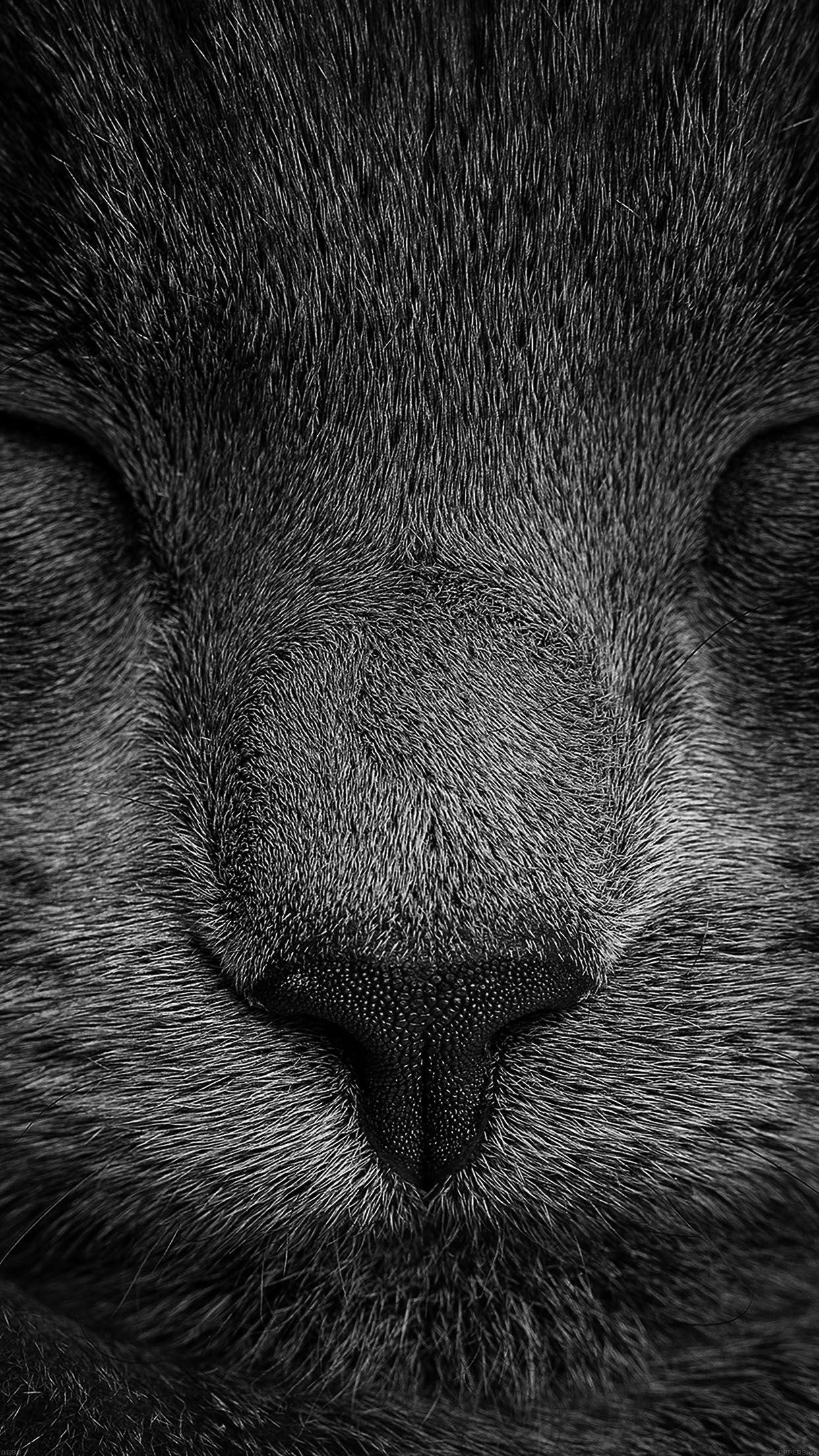 1242x2208 iPhone7 wallpaper. sleeping black
