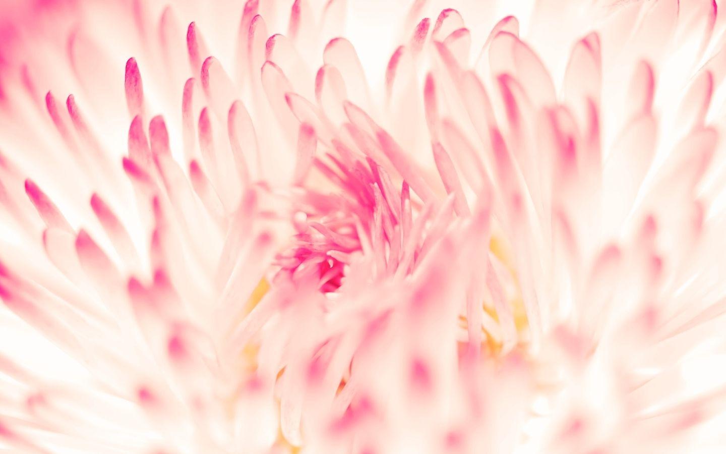 1440x900 Spring Daisy Flower MacBook Air Wallpaper Download