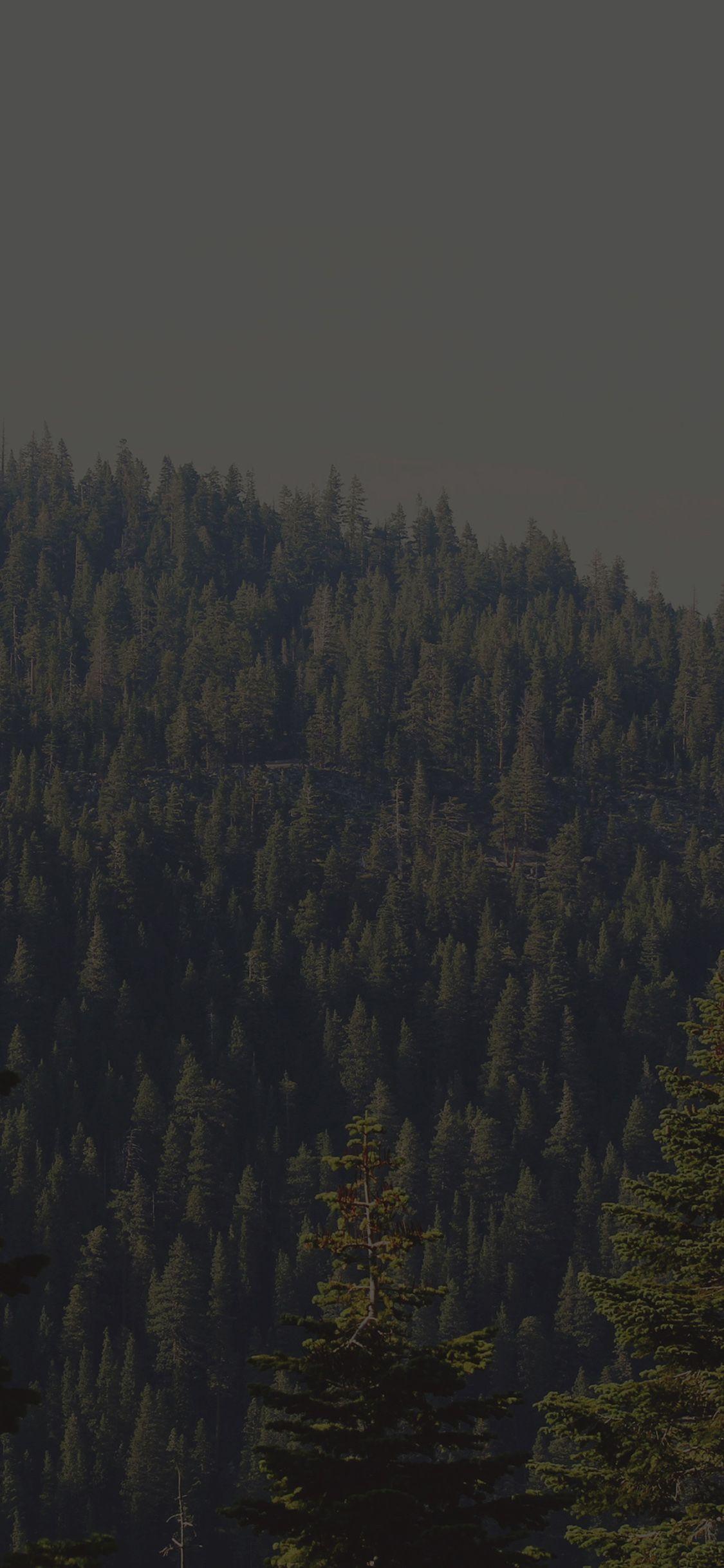 1125x2436 iPhone X wallpaper. tree wood