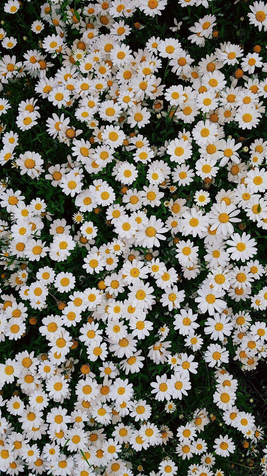 Spring Daisy iPhone Wallpapers - Top Free Spring Daisy iPhone ...