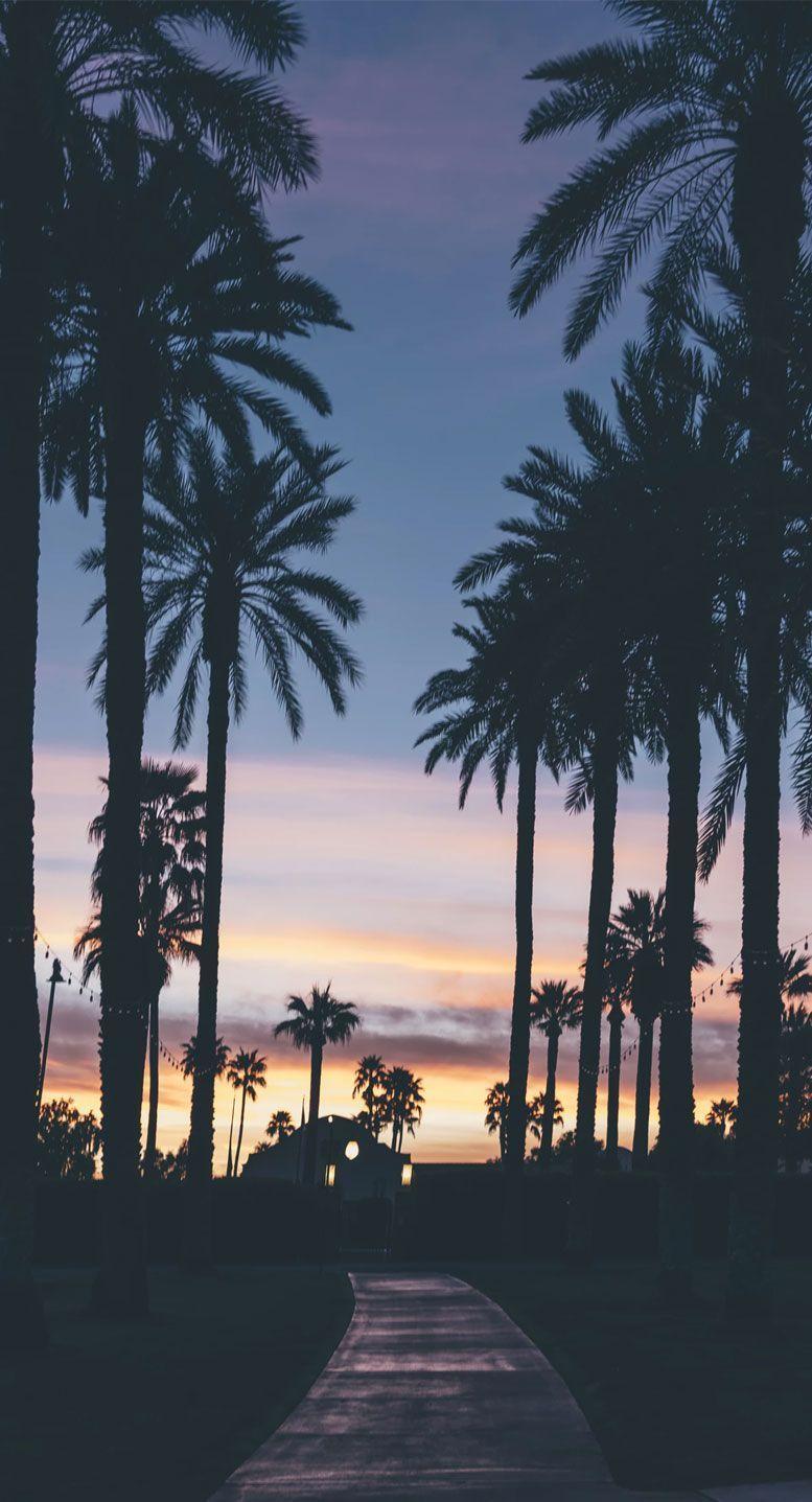 777x1437 Palm Tree + beautiful evening sky iPhone wallpaper 1. Top